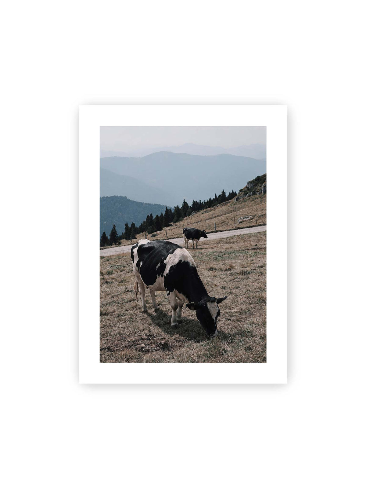 30x40 cm, weißer Galerie-Rand – Zwei schwarzweiße Kühe auf einer Bergweide vor bewaldeten, bläulich gestaffelten Berghängen.