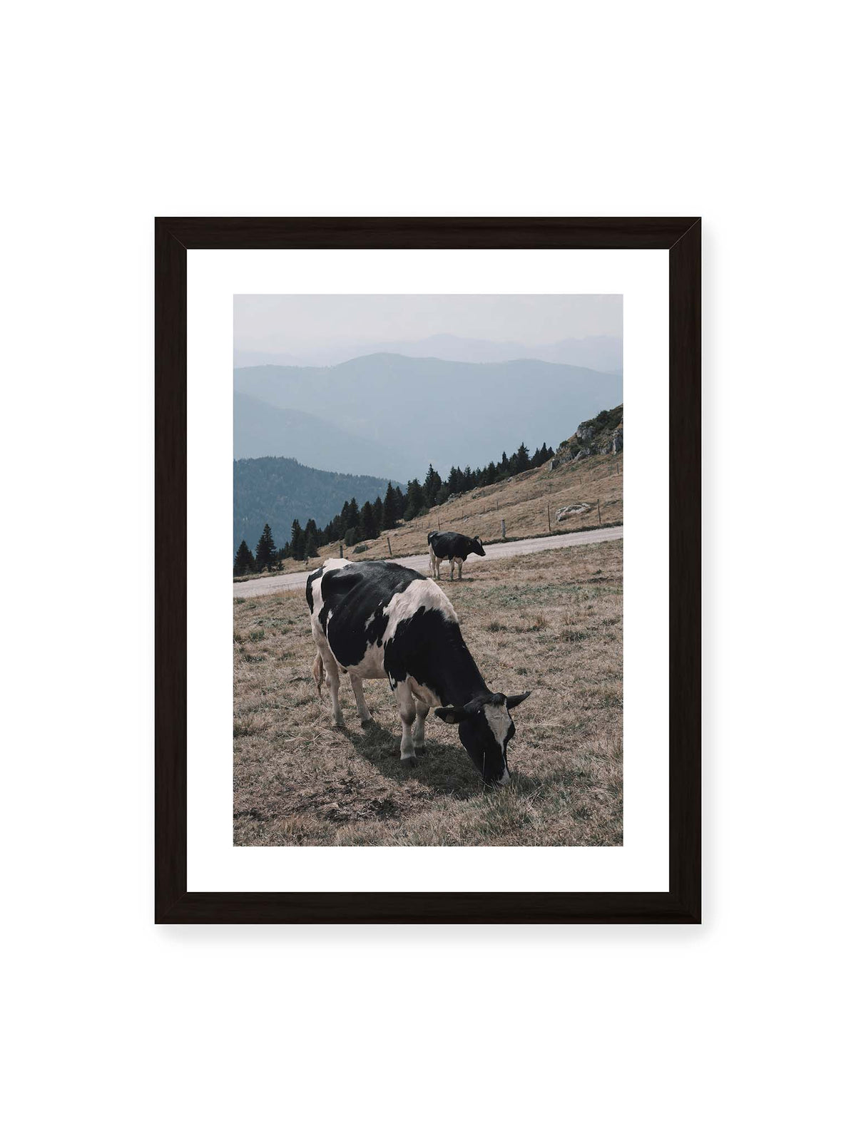 30x40 cm, weißer Galerie-Rand, schwarzer Rahmen – Zwei schwarzweiße Kühe auf einer Bergweide vor bewaldeten, bläulich gestaffelten Berghängen.