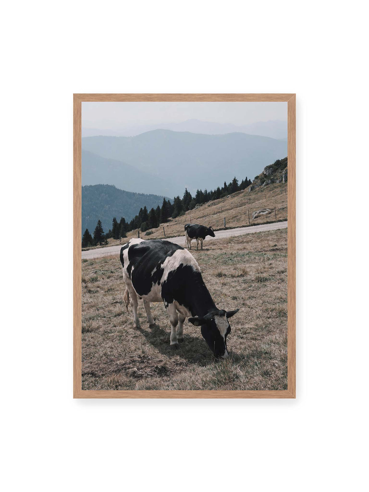 50x70 cm, Eichenrahmen – Zwei schwarzweiße Kühe auf einer Bergweide vor bewaldeten, bläulich gestaffelten Berghängen.