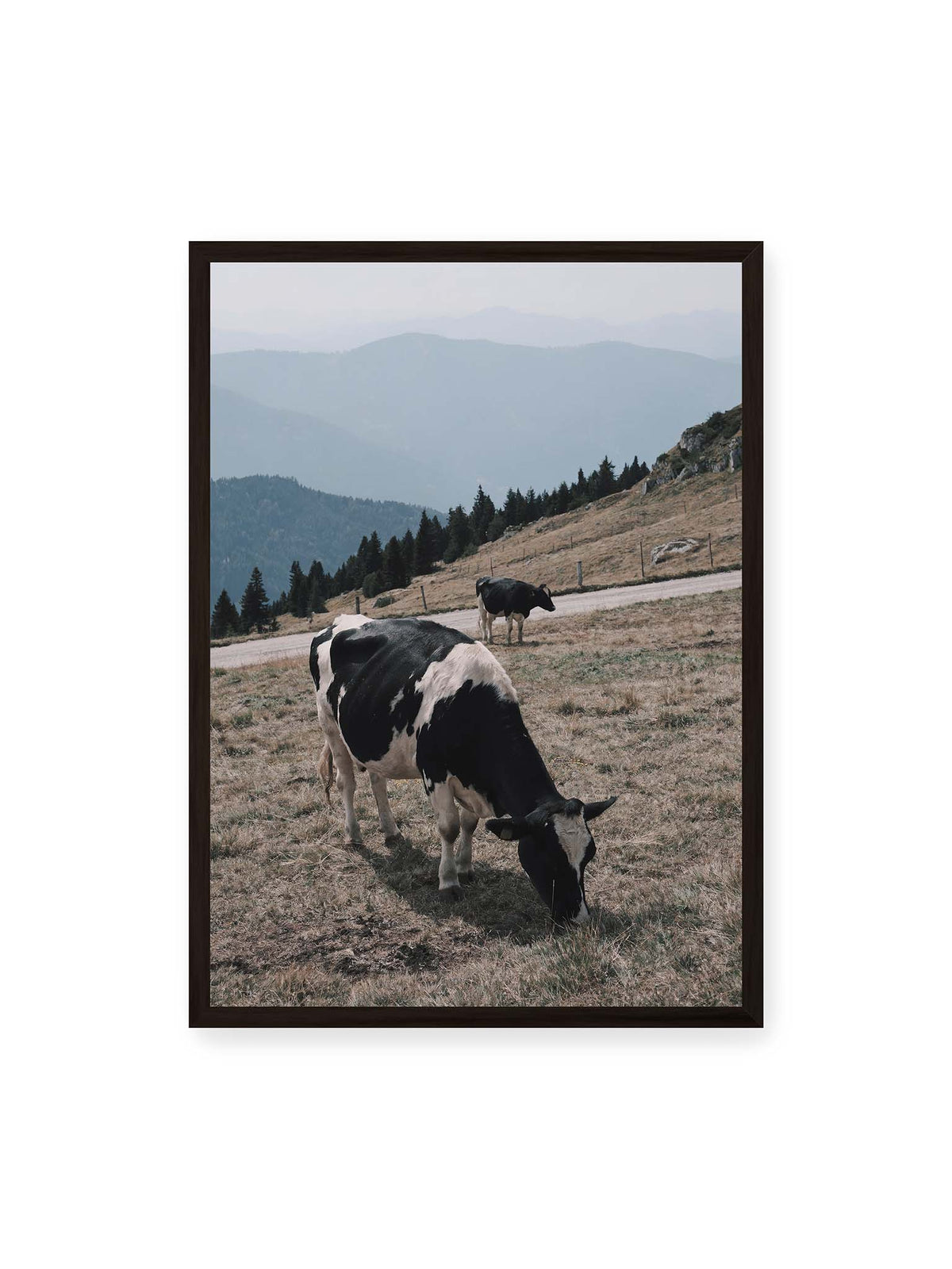 50x70 cm, schwarzer Rahmen – Zwei schwarzweiße Kühe auf einer Bergweide vor bewaldeten, bläulich gestaffelten Berghängen.