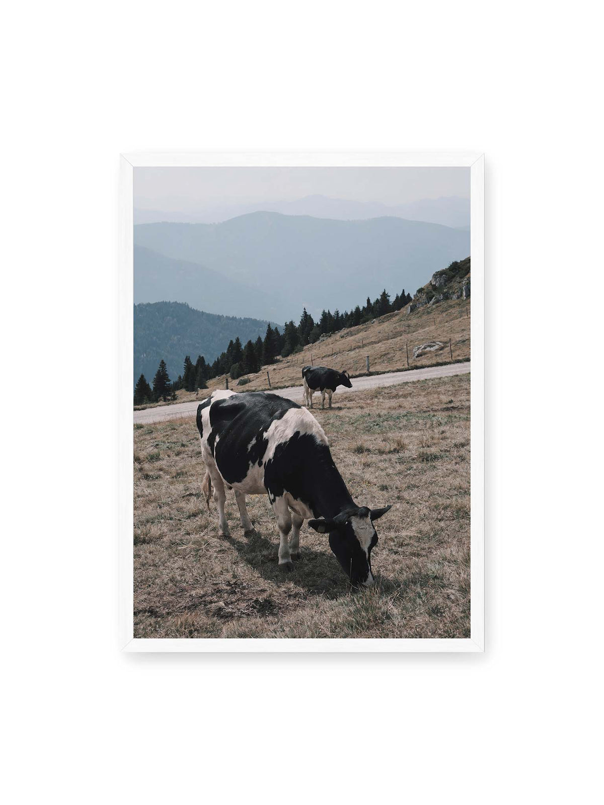 50x70 cm, weißer Rahmen – Zwei schwarzweiße Kühe auf einer Bergweide vor bewaldeten, bläulich gestaffelten Berghängen.