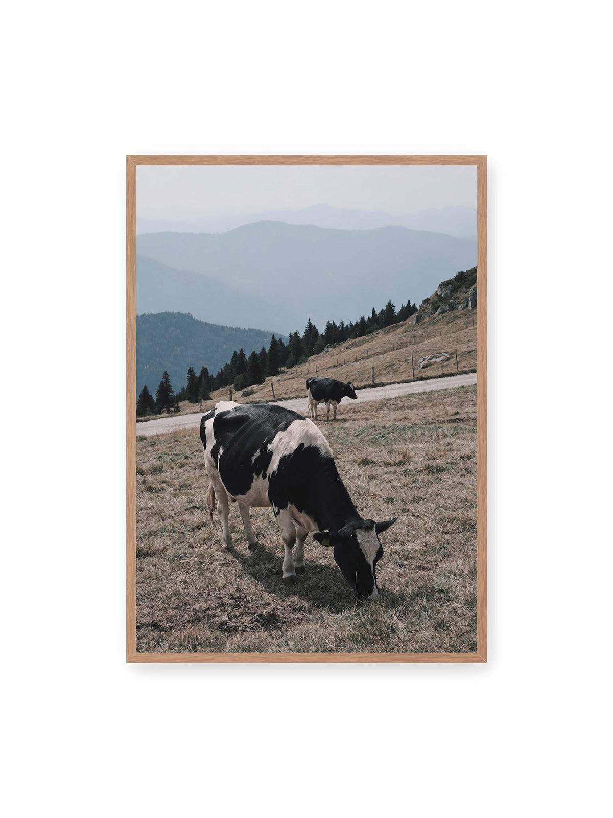 70x100 cm, Eichenrahmen – Zwei schwarzweiße Kühe auf einer Bergweide vor bewaldeten, bläulich gestaffelten Berghängen.