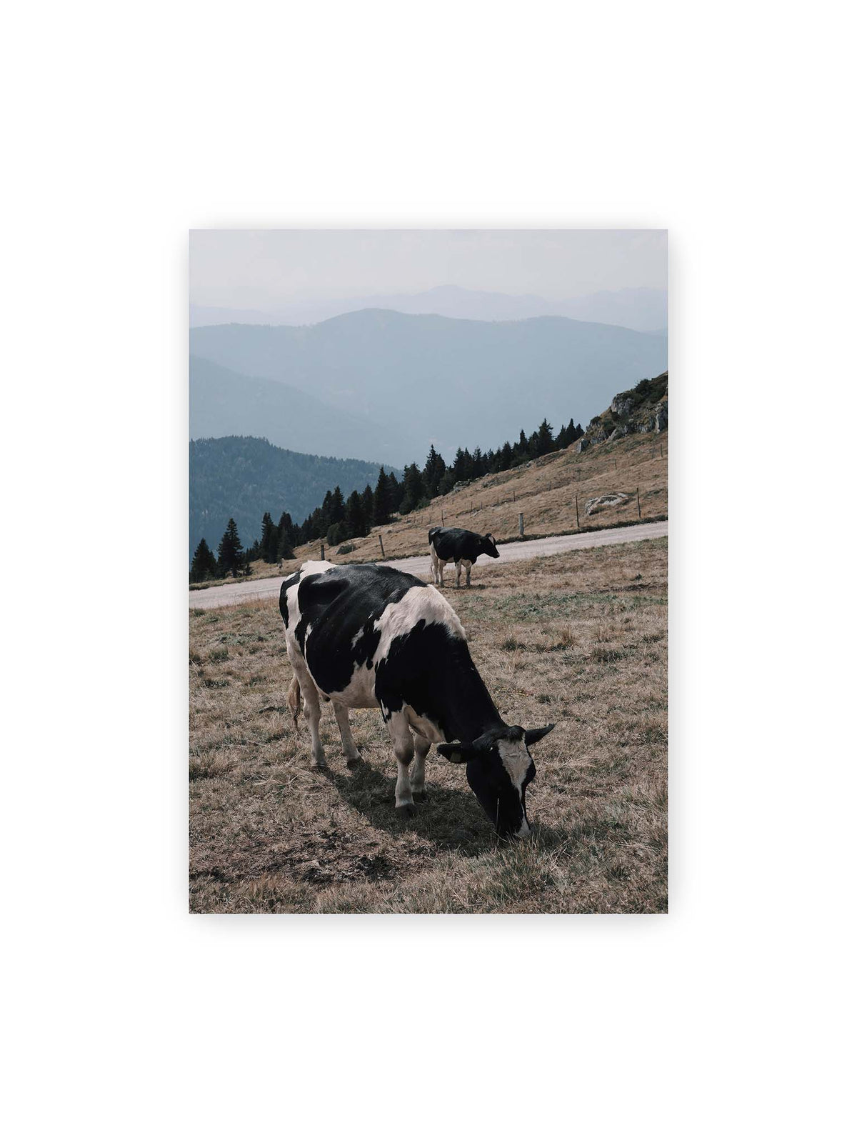 70x100 cm – Zwei schwarzweiße Kühe auf einer Bergweide vor bewaldeten, bläulich gestaffelten Berghängen.