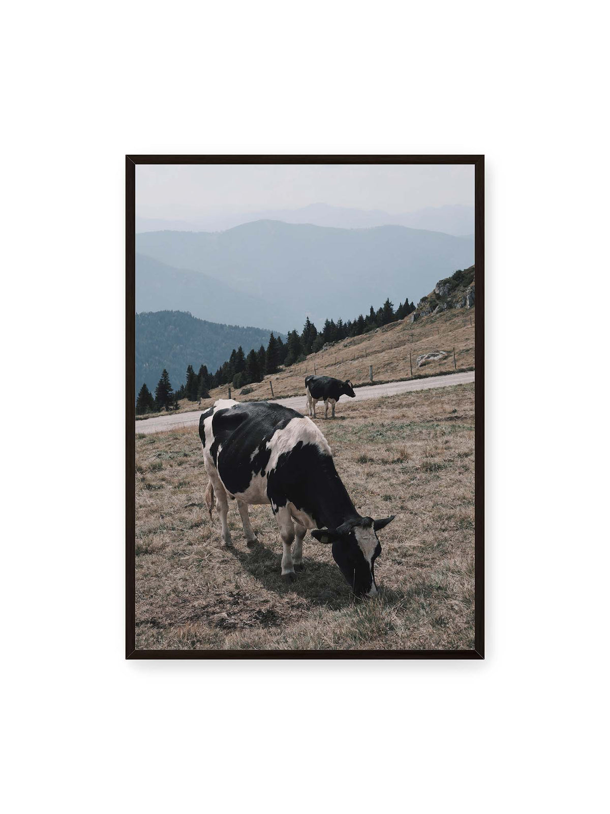 70x100 cm, schwarzer Rahmen – Zwei schwarzweiße Kühe auf einer Bergweide vor bewaldeten, bläulich gestaffelten Berghängen.