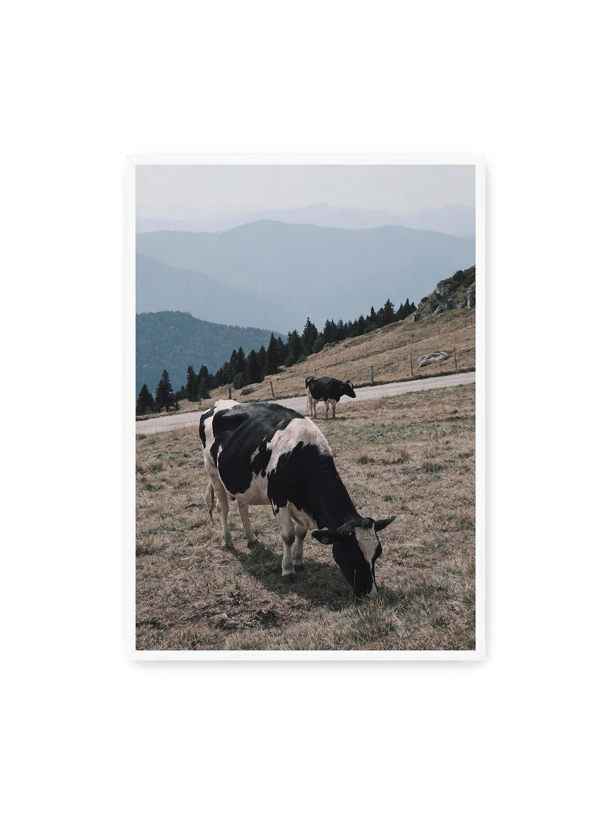 70x100 cm, weißer Rahmen – Zwei schwarzweiße Kühe auf einer Bergweide vor bewaldeten, bläulich gestaffelten Berghängen.