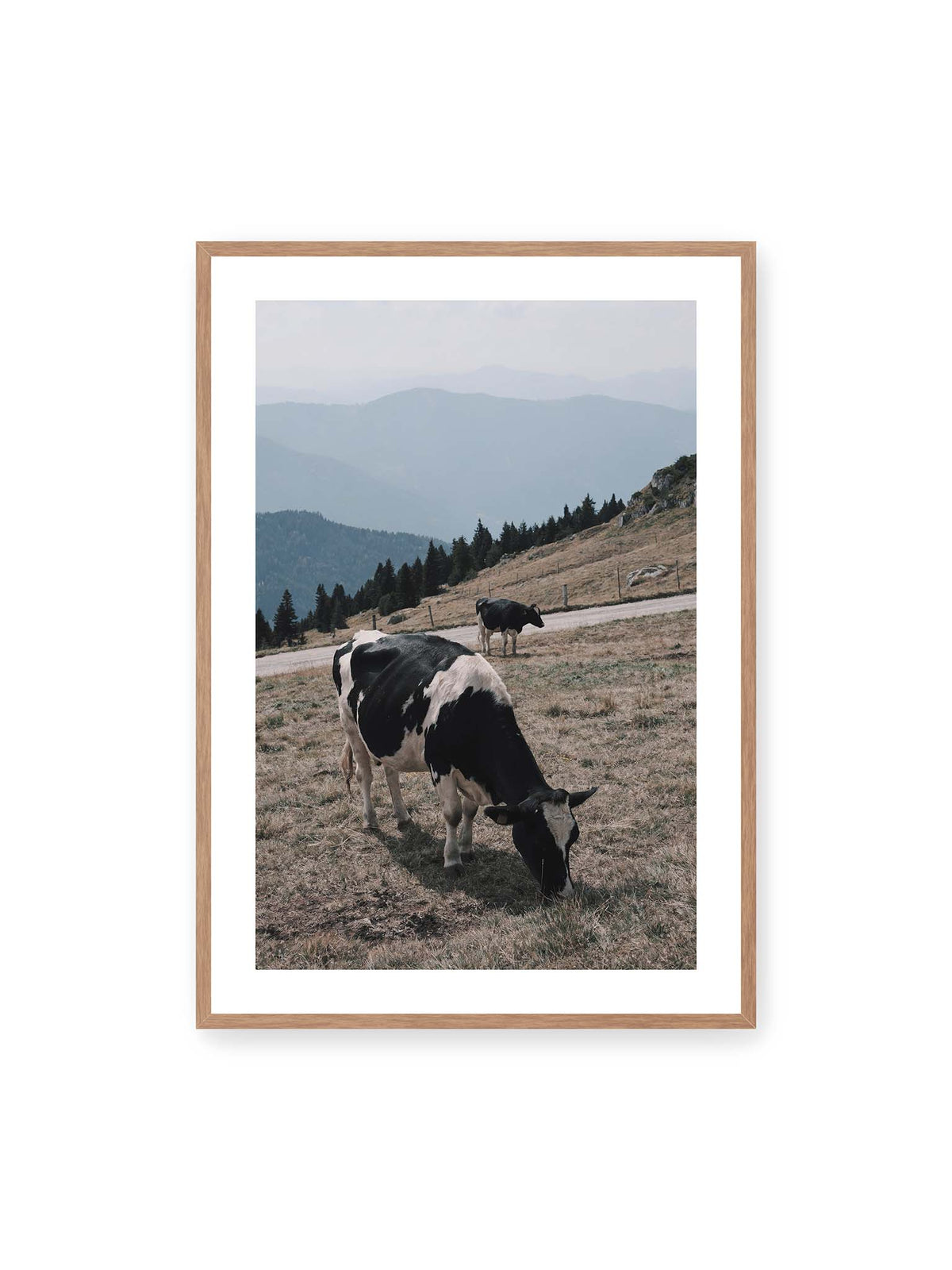 70x100 cm, weißer Galerie-Rand, Eichenrahmen – Zwei schwarzweiße Kühe auf einer Bergweide vor bewaldeten, bläulich gestaffelten Berghängen.