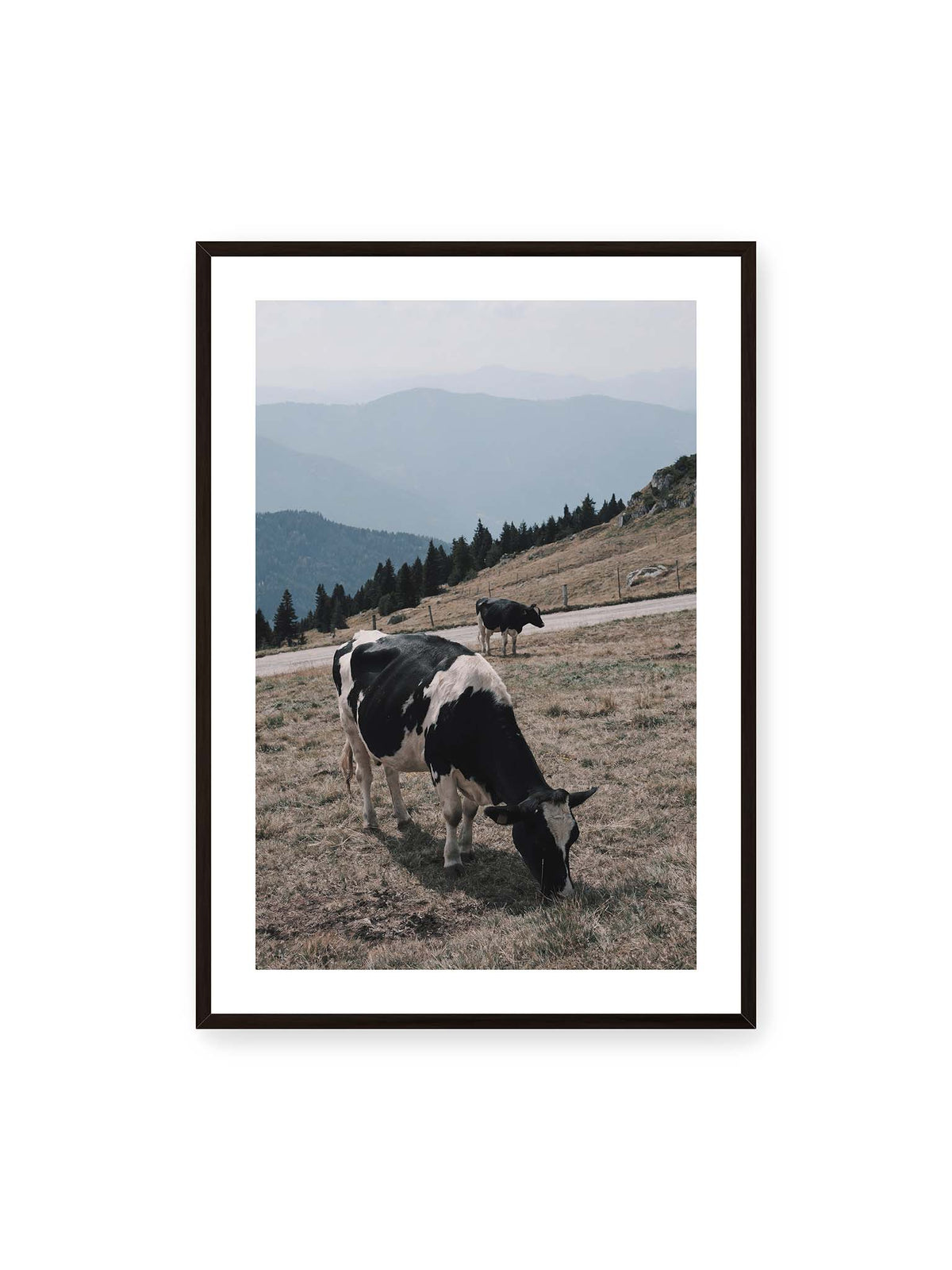 70x100 cm, weißer Galerie-Rand, schwarzer Rahmen – Zwei schwarzweiße Kühe auf einer Bergweide vor bewaldeten, bläulich gestaffelten Berghängen.