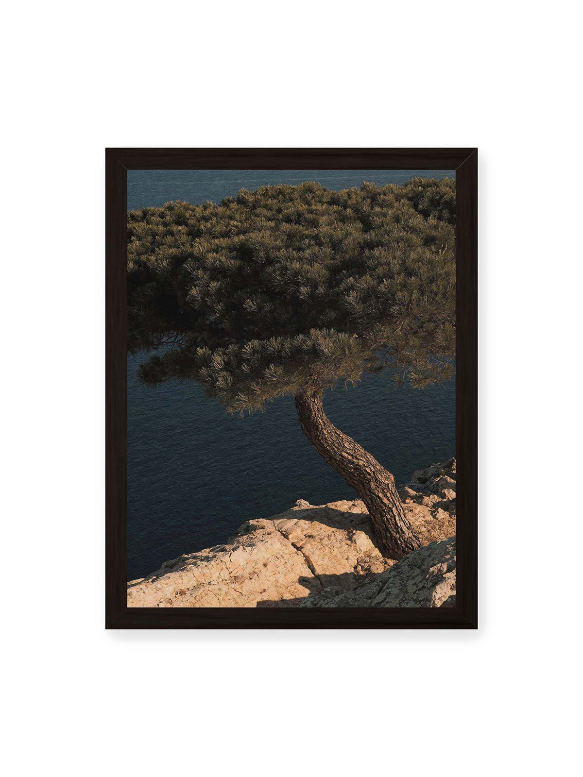 30x40 cm, schwarzer Rahmen – Geneigte Kiefer auf heller Felskante vor einer tiefblauen Wasserfläche.