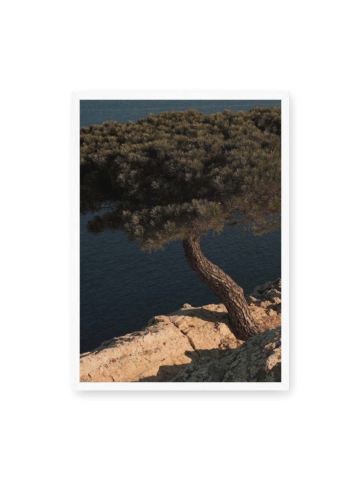 50x70 cm, weißer Rahmen – Geneigte Kiefer auf heller Felskante vor einer tiefblauen Wasserfläche.