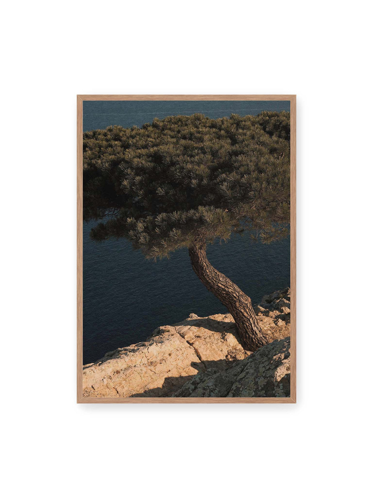 70x100 cm, Eichenrahmen – Geneigte Kiefer auf heller Felskante vor einer tiefblauen Wasserfläche.