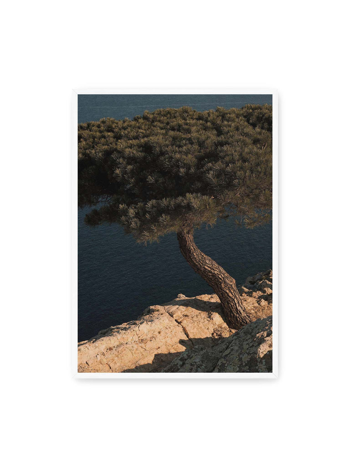 70x100 cm, weißer Rahmen – Geneigte Kiefer auf heller Felskante vor einer tiefblauen Wasserfläche.