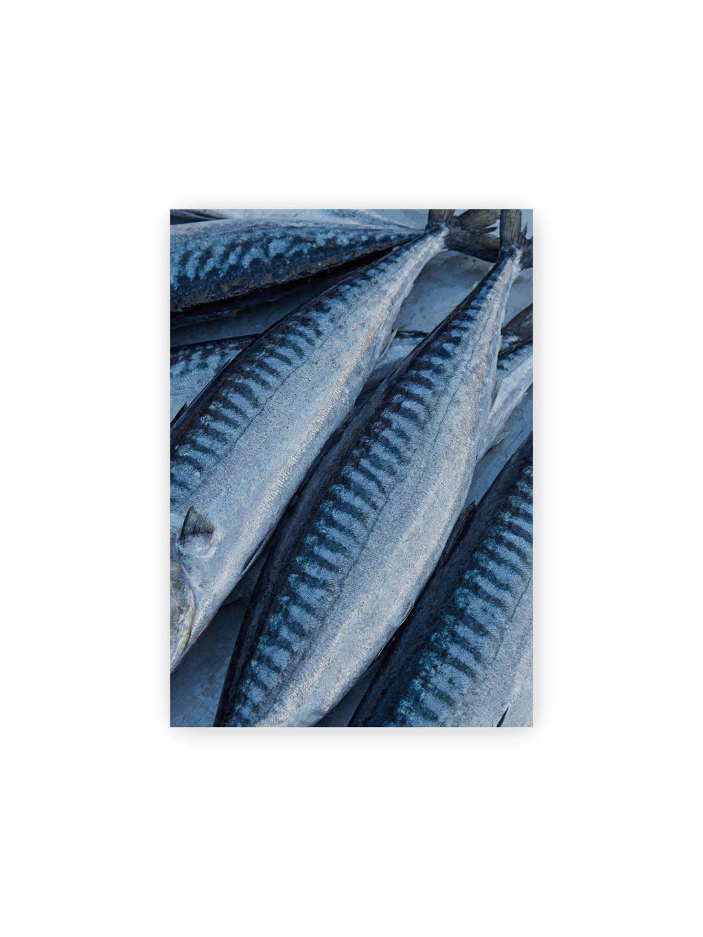 21x30 cm – Nahaufnahme mehrerer silbrig blauer Fische mit dunkler Zeichnung und schimmernden Schuppen.