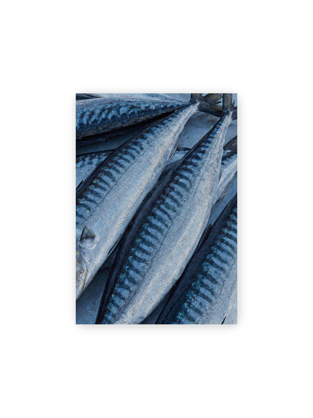 21x30 cm – Nahaufnahme mehrerer silbrig blauer Fische mit dunkler Zeichnung und schimmernden Schuppen.