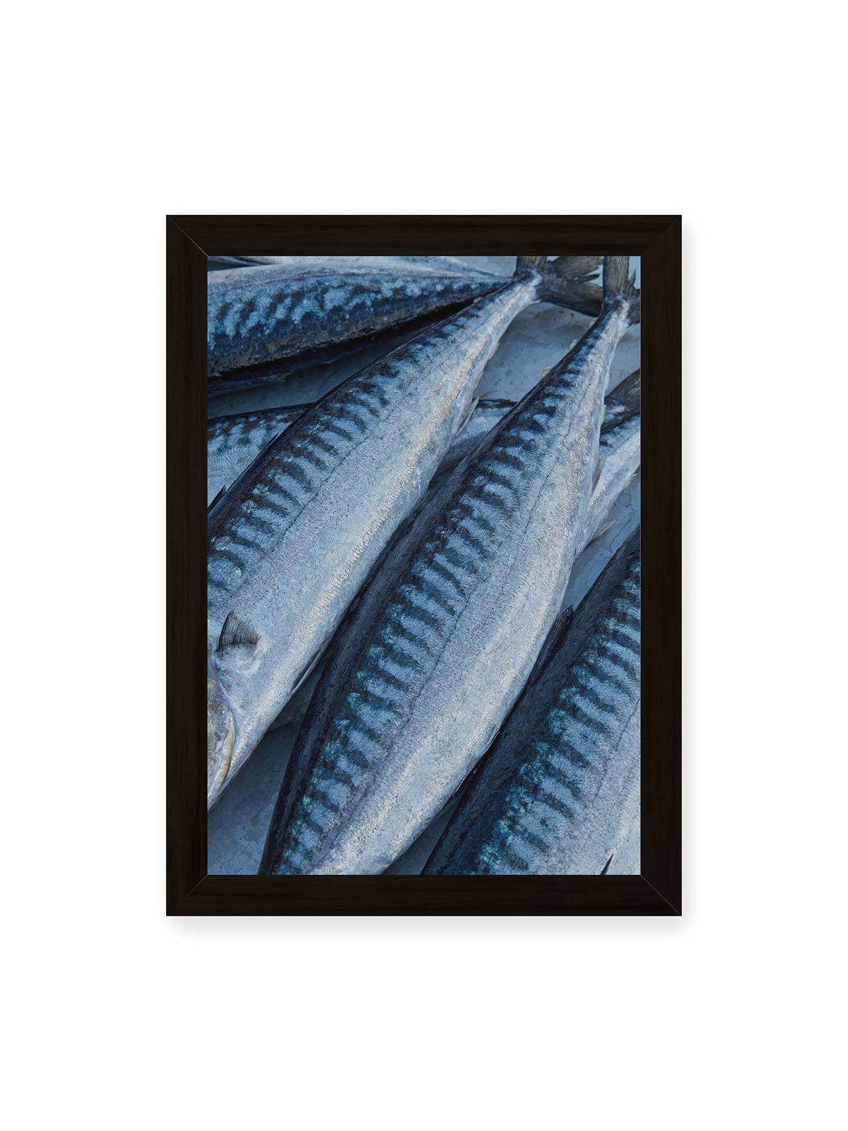 21x30 cm, schwarzer Rahmen – Nahaufnahme mehrerer silbrig blauer Fische mit dunkler Zeichnung und schimmernden Schuppen.