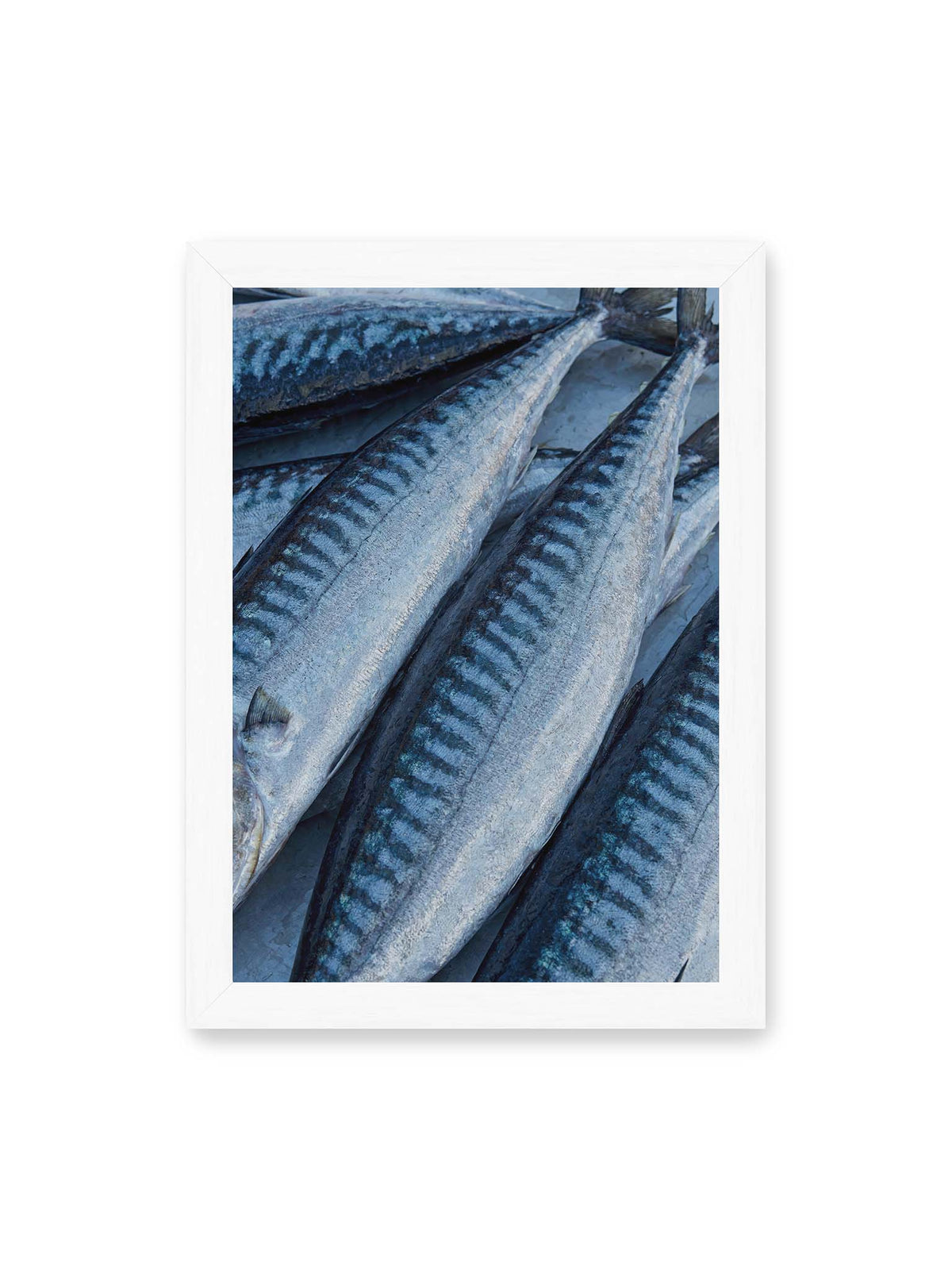 21x30 cm, weißer Rahmen – Nahaufnahme mehrerer silbrig blauer Fische mit dunkler Zeichnung und schimmernden Schuppen.