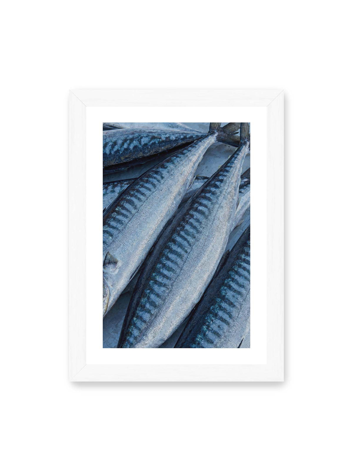 21x30 cm, weißer Galerie-Rand, weißer Rahmen – Nahaufnahme mehrerer silbrig blauer Fische mit dunkler Zeichnung und schimmernden Schuppen.