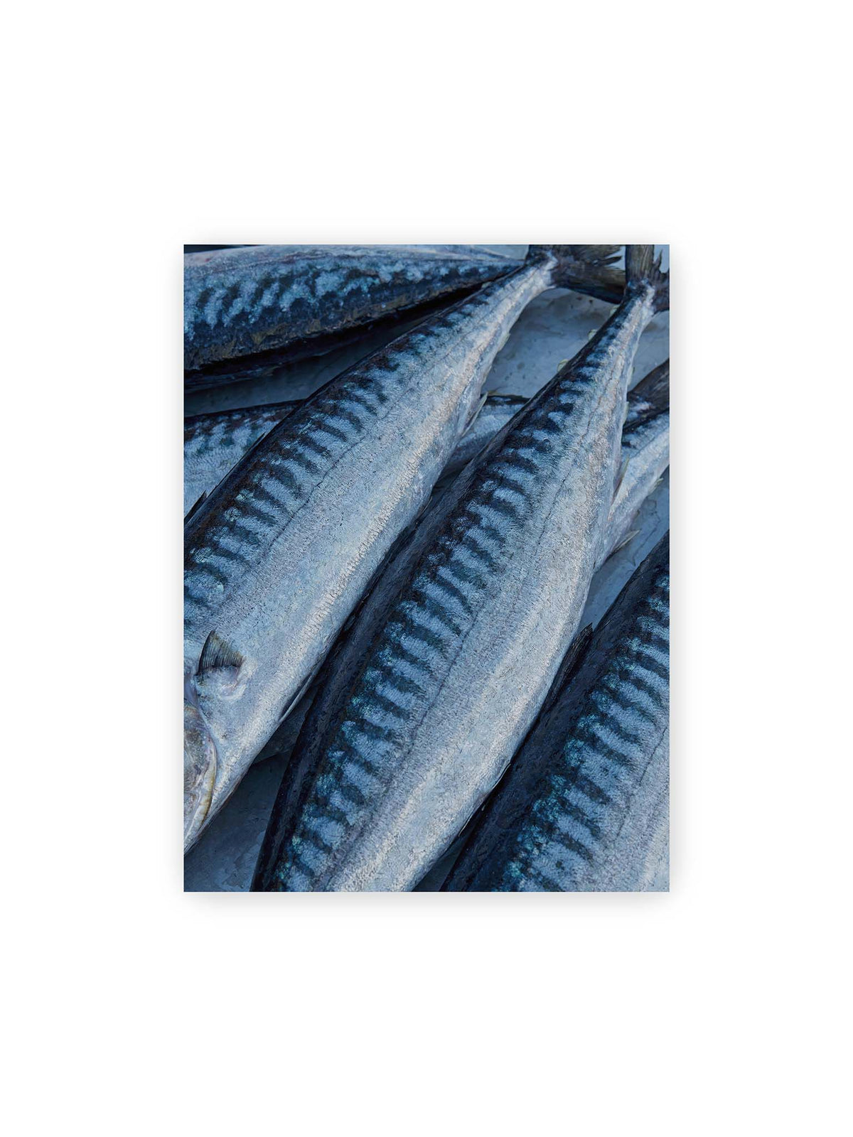 30x40 cm – Nahaufnahme mehrerer silbrig blauer Fische mit dunkler Zeichnung und schimmernden Schuppen.