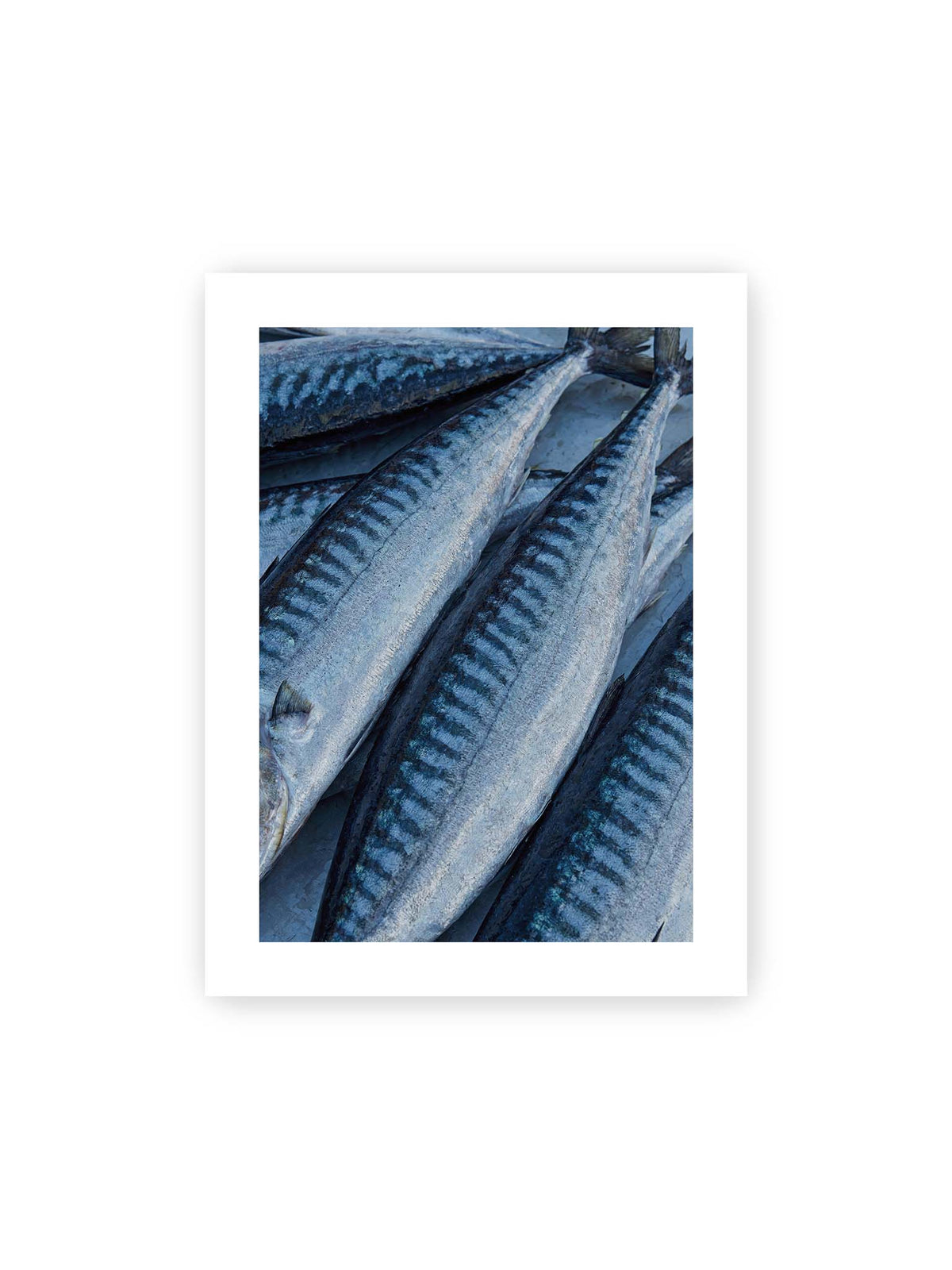 30x40 cm, weißer Galerie-Rand – Nahaufnahme mehrerer silbrig blauer Fische mit dunkler Zeichnung und schimmernden Schuppen.