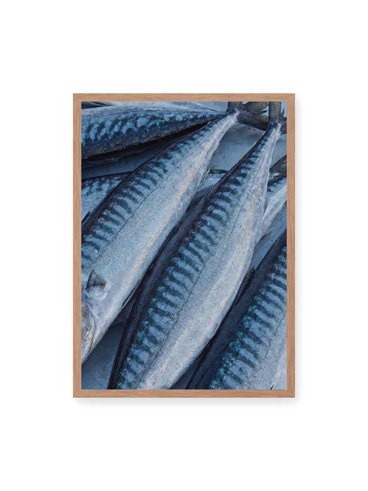 50x70 cm, Eichenrahmen – Nahaufnahme mehrerer silbrig blauer Fische mit dunkler Zeichnung und schimmernden Schuppen.