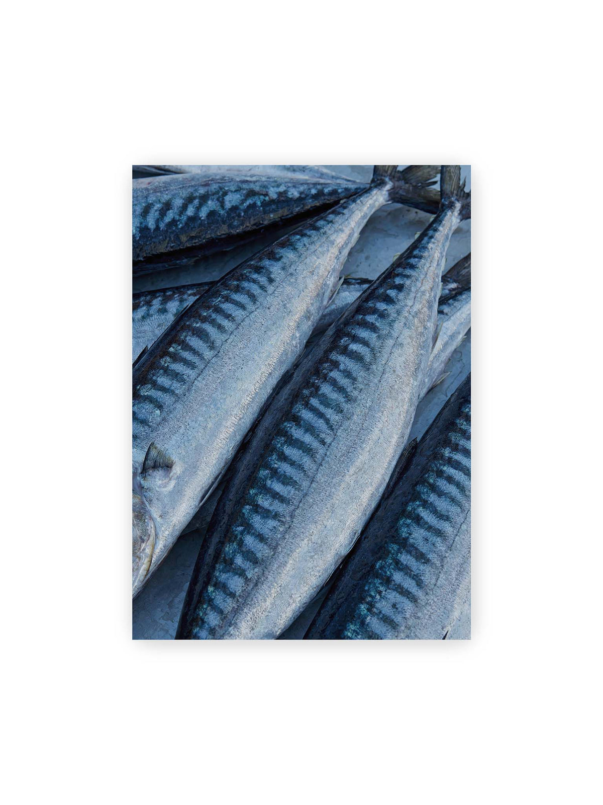 50x70 cm – Nahaufnahme mehrerer silbrig blauer Fische mit dunkler Zeichnung und schimmernden Schuppen.