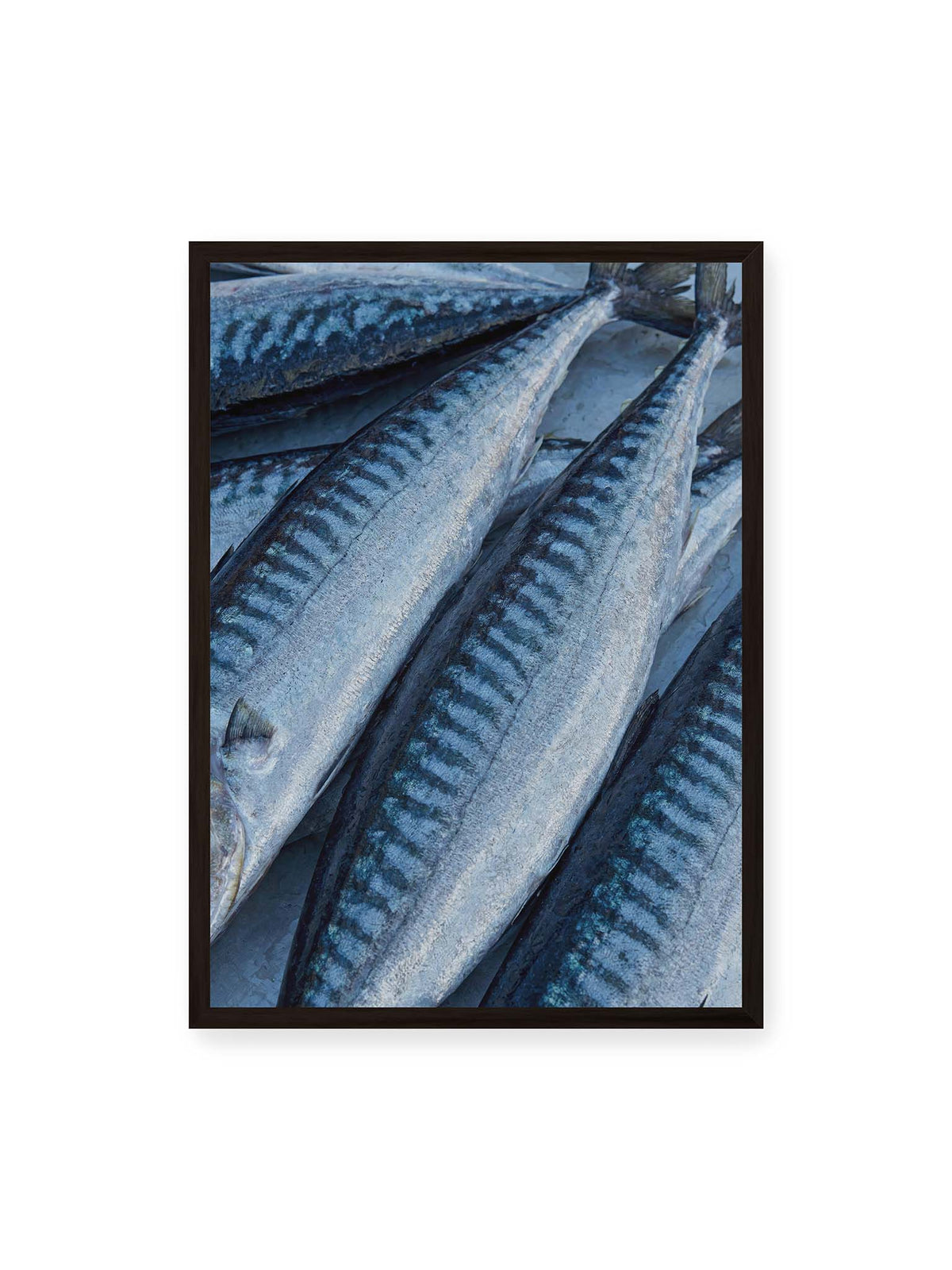 50x70 cm, schwarzer Rahmen – Nahaufnahme mehrerer silbrig blauer Fische mit dunkler Zeichnung und schimmernden Schuppen.