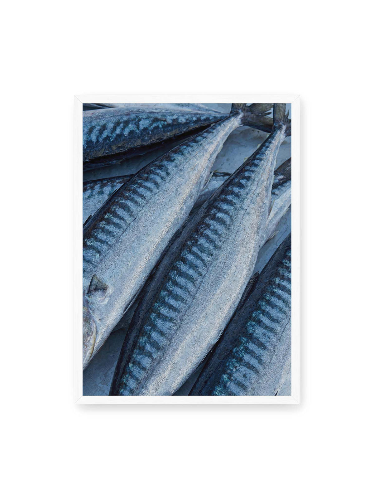 50x70 cm, weißer Rahmen – Nahaufnahme mehrerer silbrig blauer Fische mit dunkler Zeichnung und schimmernden Schuppen.