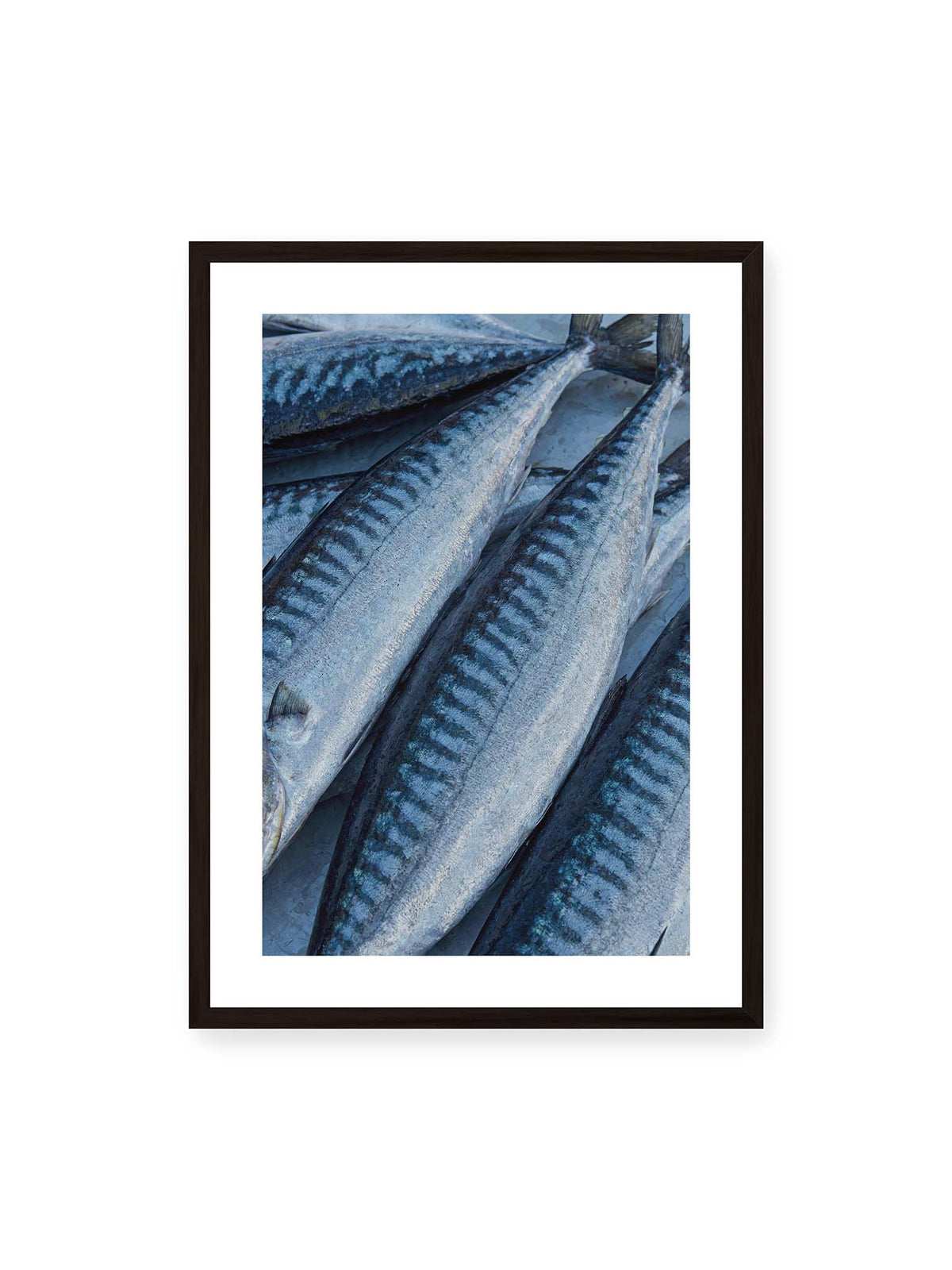 50x70 cm, weißer Galerie-Rand, schwarzer Rahmen – Nahaufnahme mehrerer silbrig blauer Fische mit dunkler Zeichnung und schimmernden Schuppen.