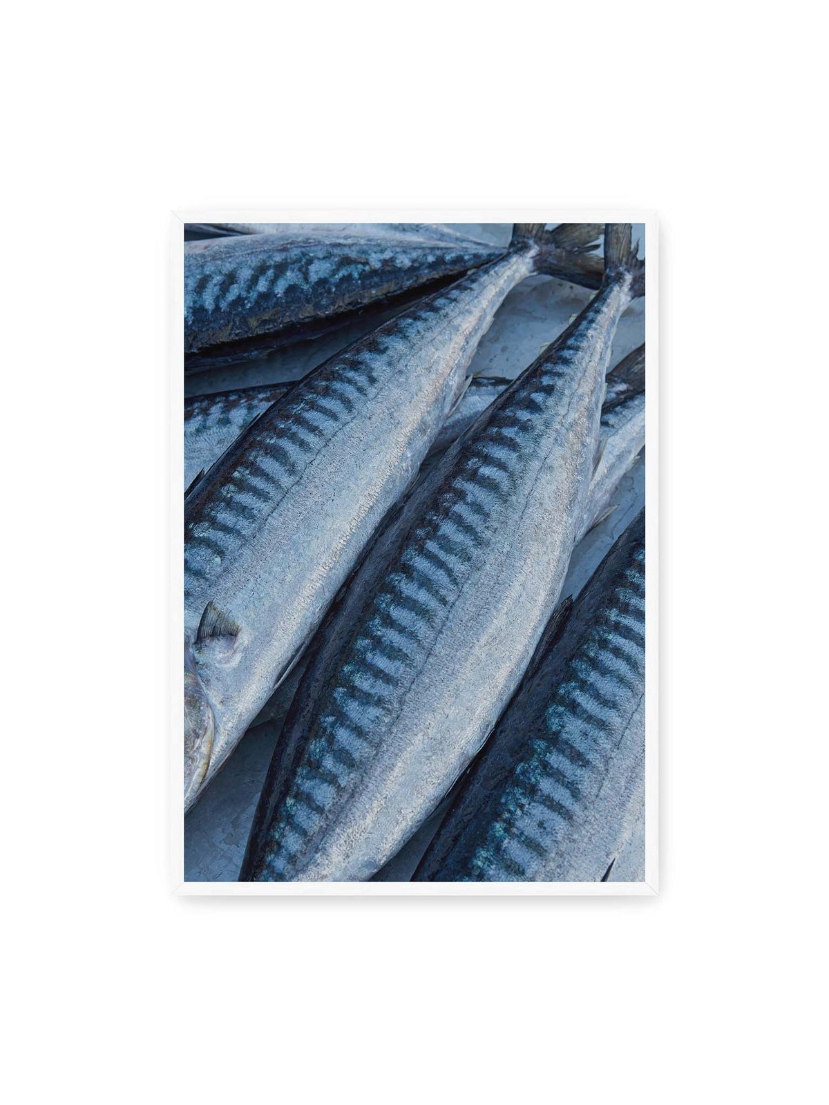 70x100 cm, weißer Rahmen – Nahaufnahme mehrerer silbrig blauer Fische mit dunkler Zeichnung und schimmernden Schuppen.
