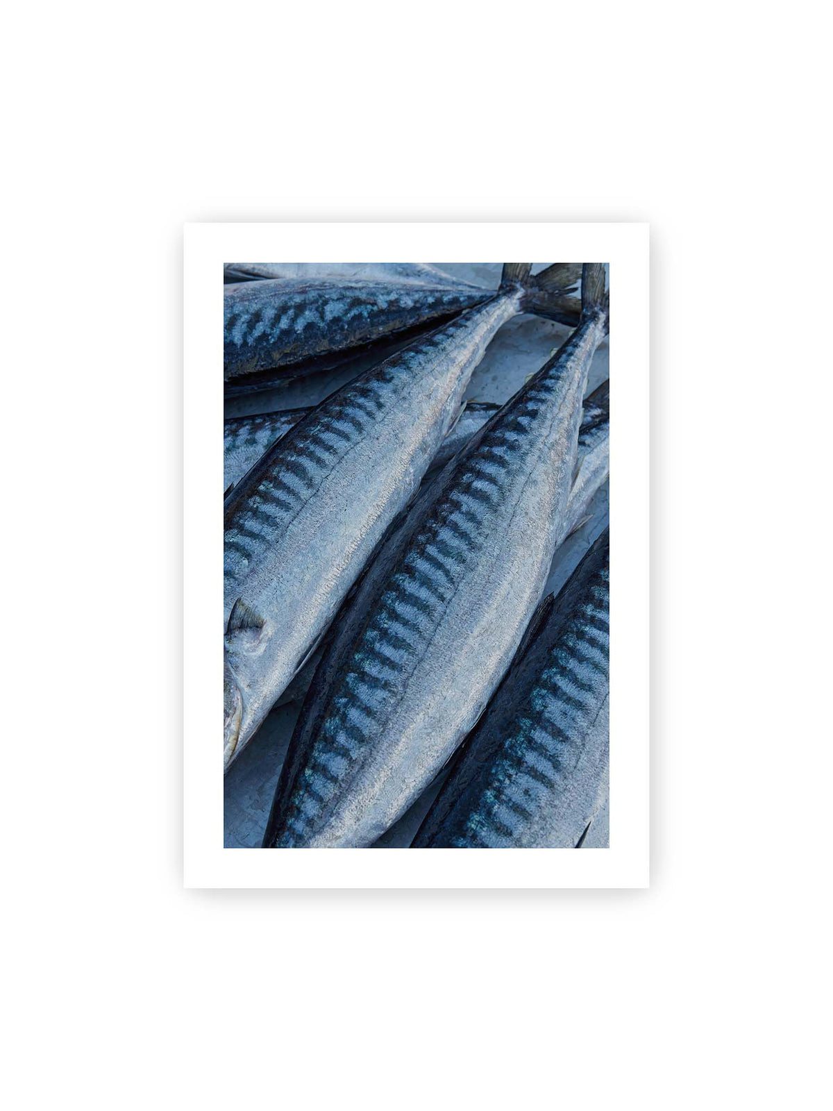 70x100 cm, weißer Galerie-Rand – Nahaufnahme mehrerer silbrig blauer Fische mit dunkler Zeichnung und schimmernden Schuppen.