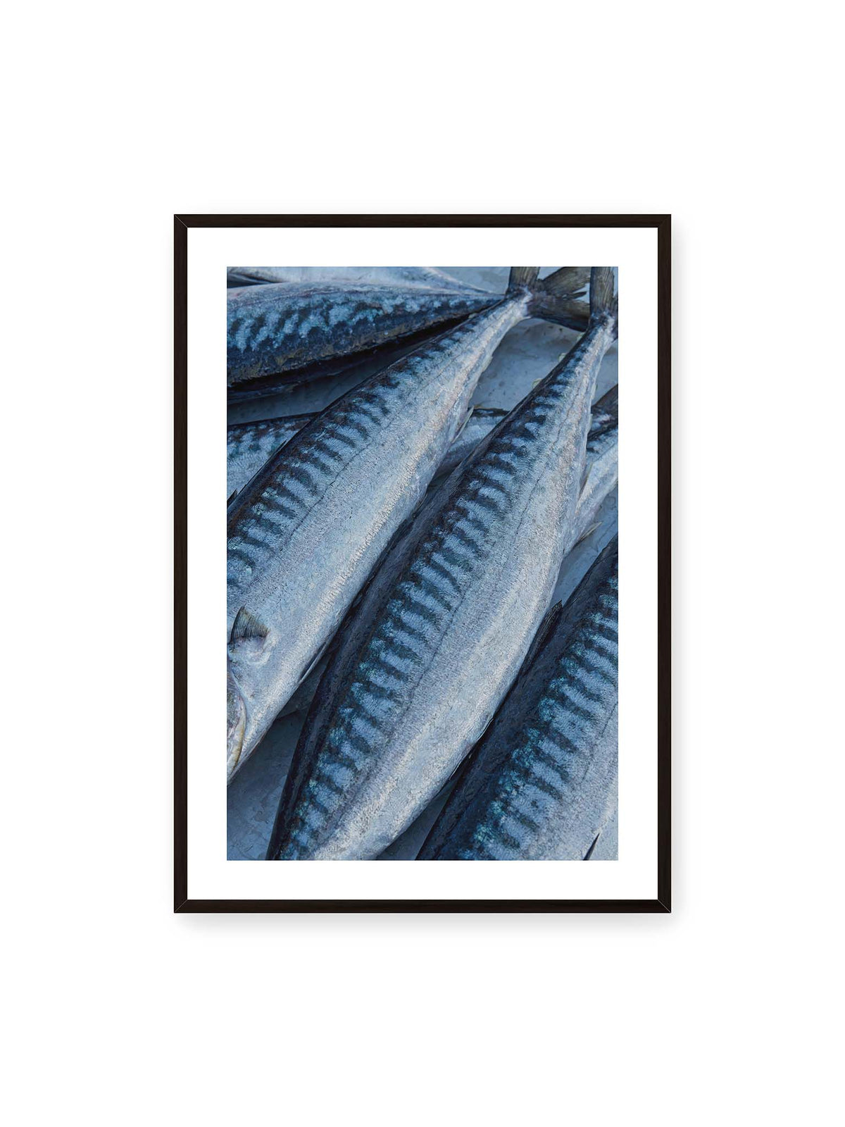 70x100 cm, weißer Galerie-Rand, schwarzer Rahmen – Nahaufnahme mehrerer silbrig blauer Fische mit dunkler Zeichnung und schimmernden Schuppen.