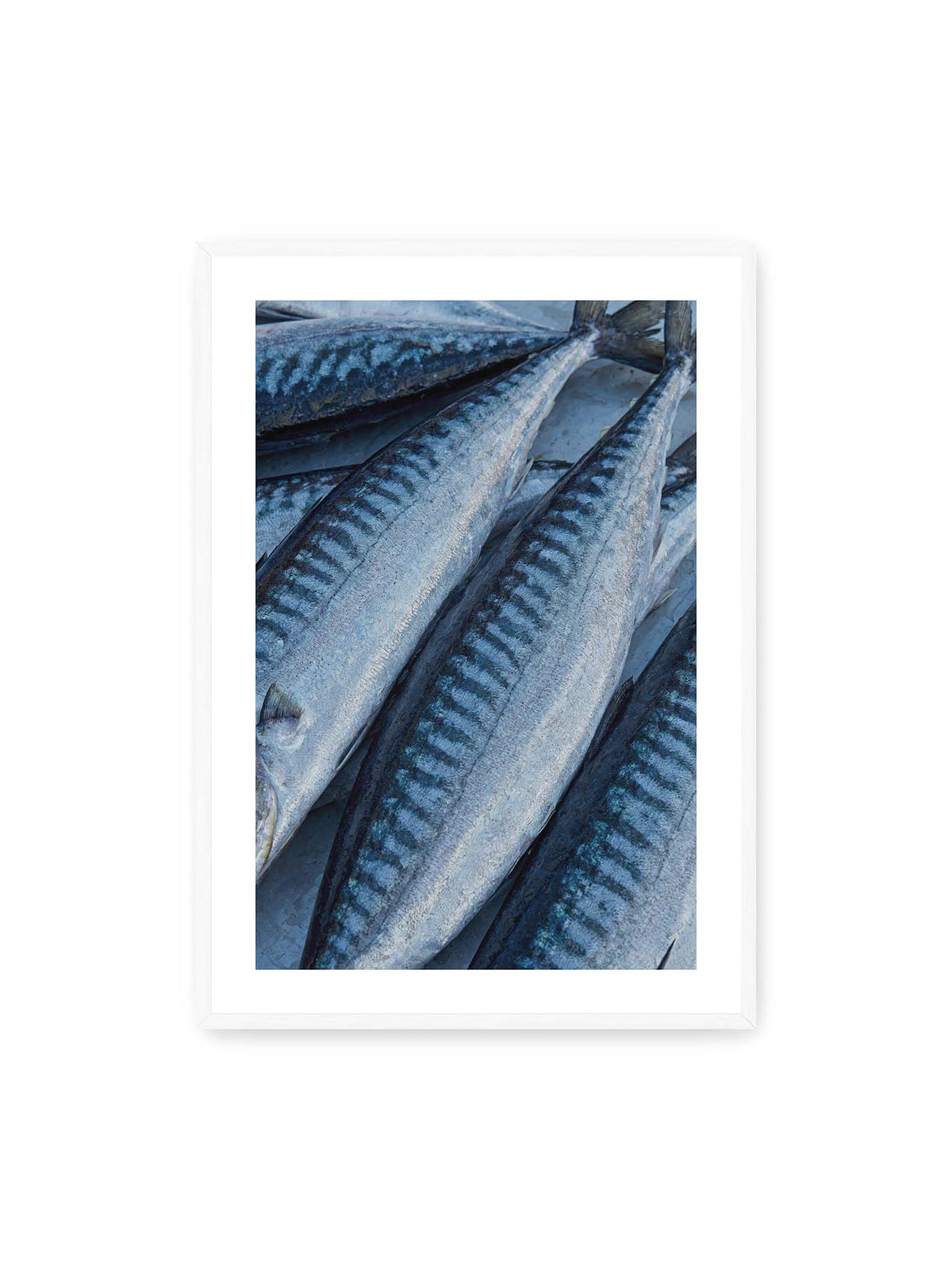 70x100 cm, weißer Galerie-Rand, weißer Rahmen – Nahaufnahme mehrerer silbrig blauer Fische mit dunkler Zeichnung und schimmernden Schuppen.
