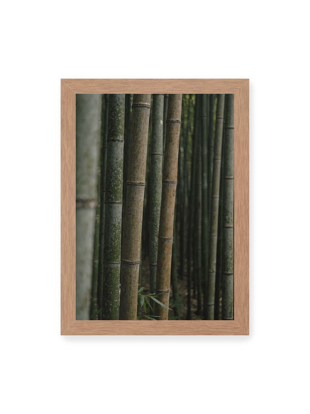 21x30 cm, Eichenrahmen – Dicht stehende grüne und braune Bambusstämme mit feinen Oberflächen und weich gestaffelter Tiefenschärfe.