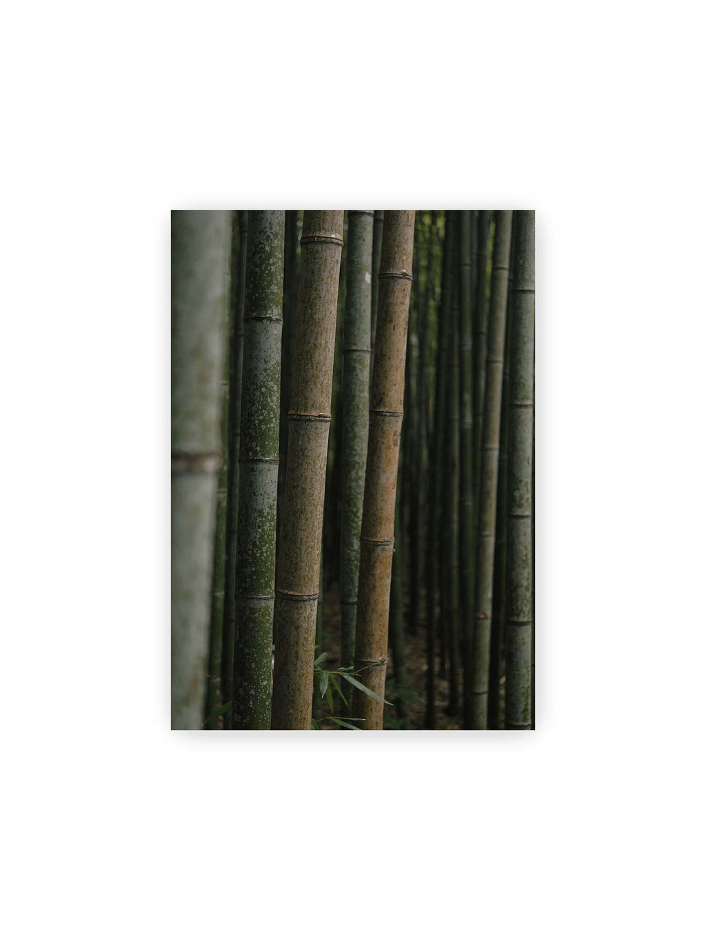 21x30 cm – Dicht stehende grüne und braune Bambusstämme mit feinen Oberflächen und weich gestaffelter Tiefenschärfe.