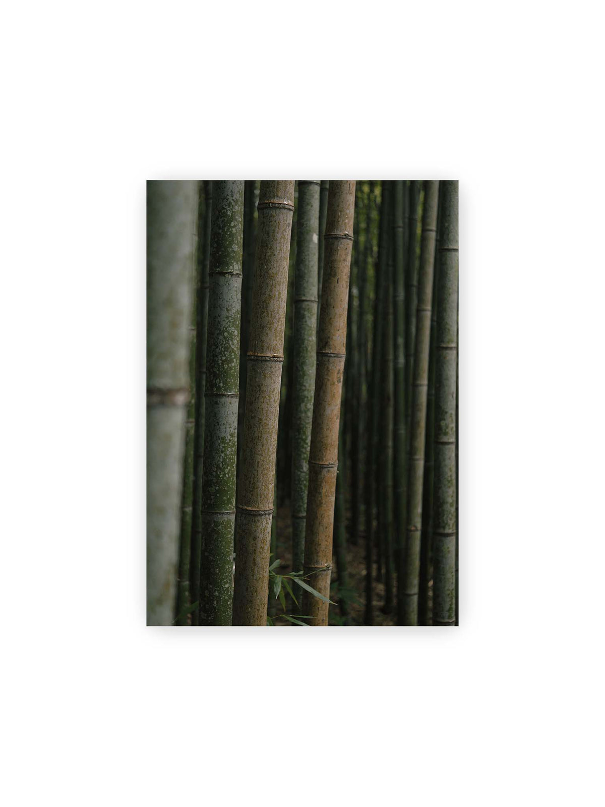21x30 cm – Dicht stehende grüne und braune Bambusstämme mit feinen Oberflächen und weich gestaffelter Tiefenschärfe.