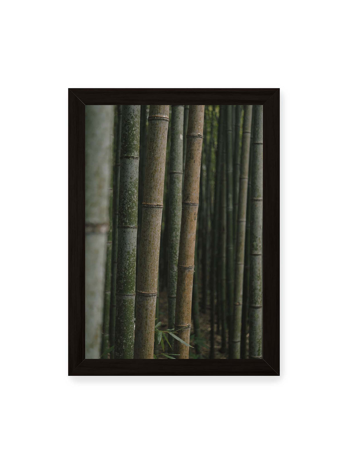 21x30 cm, schwarzer Rahmen – Dicht stehende grüne und braune Bambusstämme mit feinen Oberflächen und weich gestaffelter Tiefenschärfe.