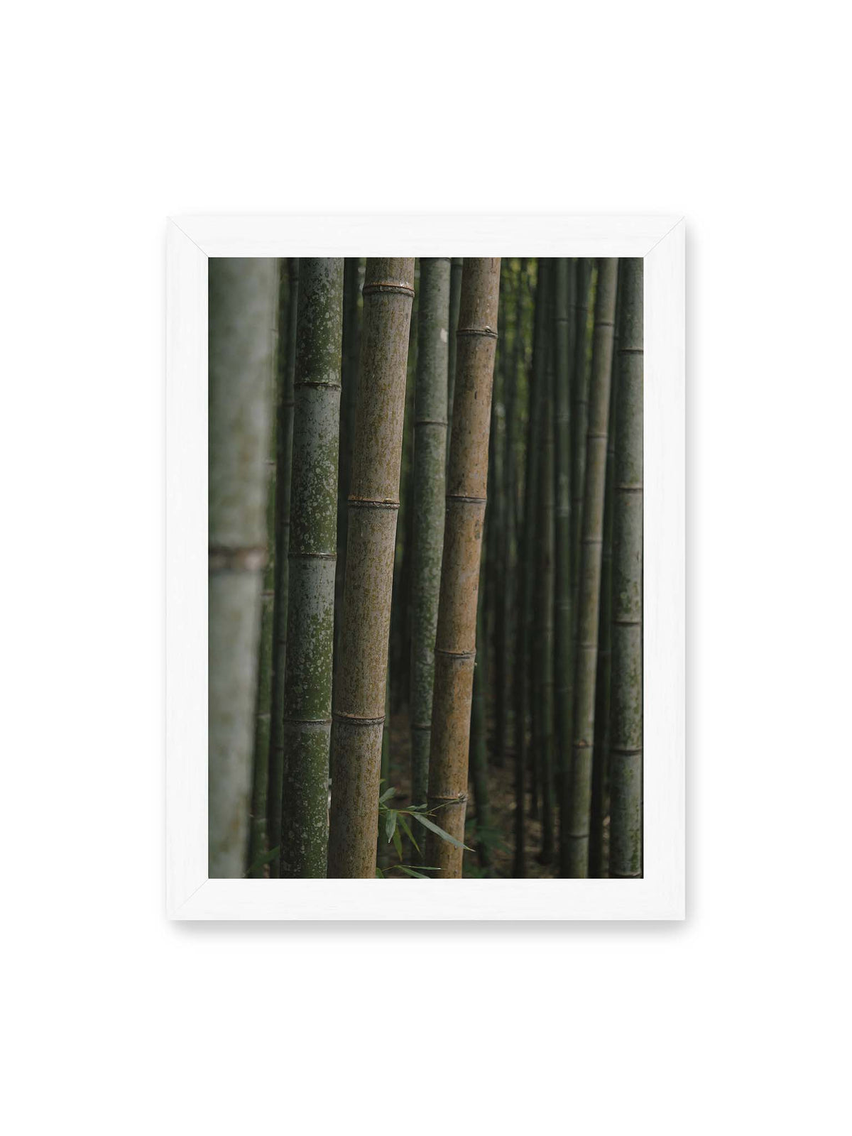 21x30 cm, weißer Rahmen – Dicht stehende grüne und braune Bambusstämme mit feinen Oberflächen und weich gestaffelter Tiefenschärfe.