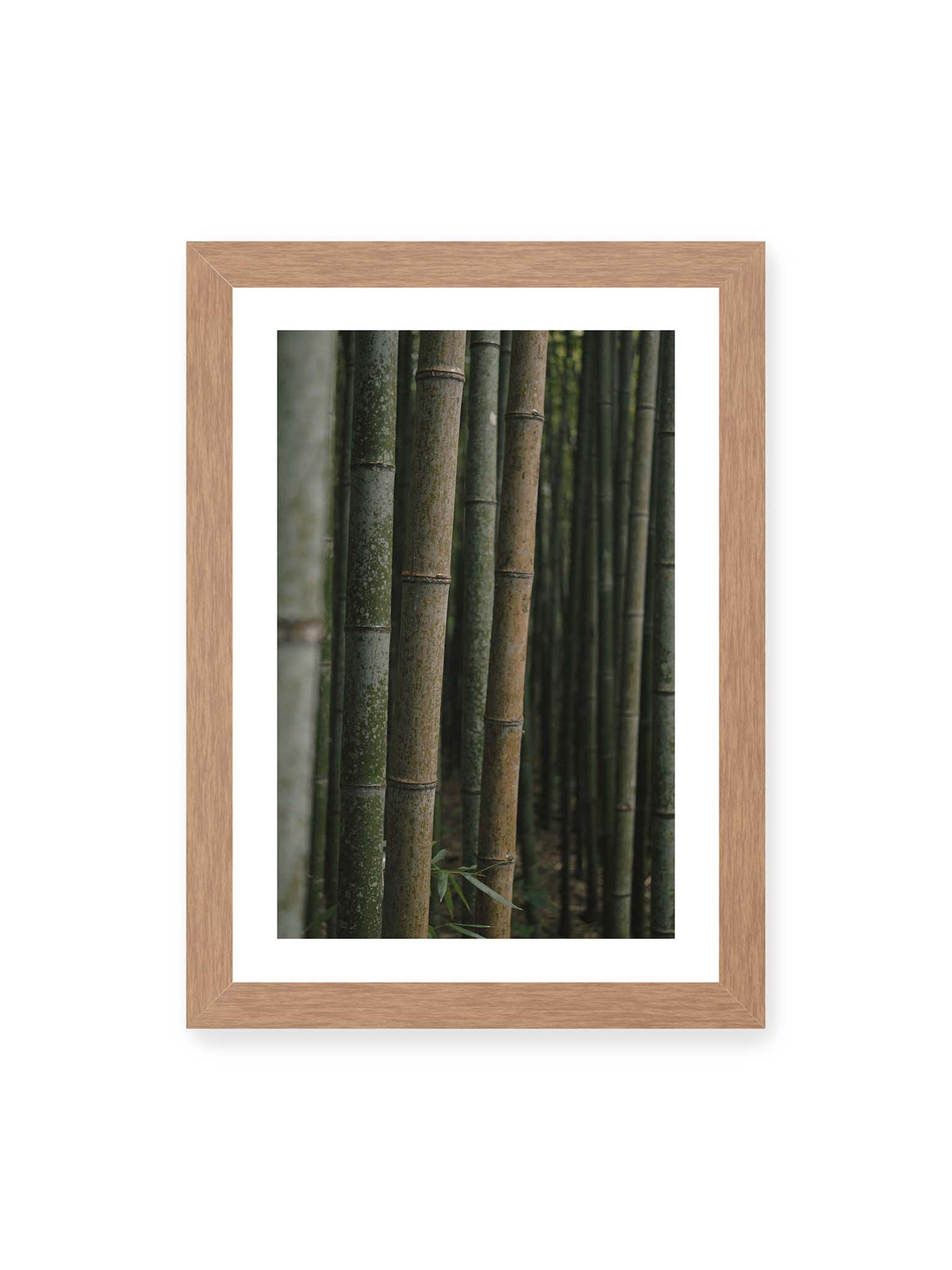 21x30 cm, weißer Galerie-Rand, Eichenrahmen – Dicht stehende grüne und braune Bambusstämme mit feinen Oberflächen und weich gestaffelter Tiefenschärfe.