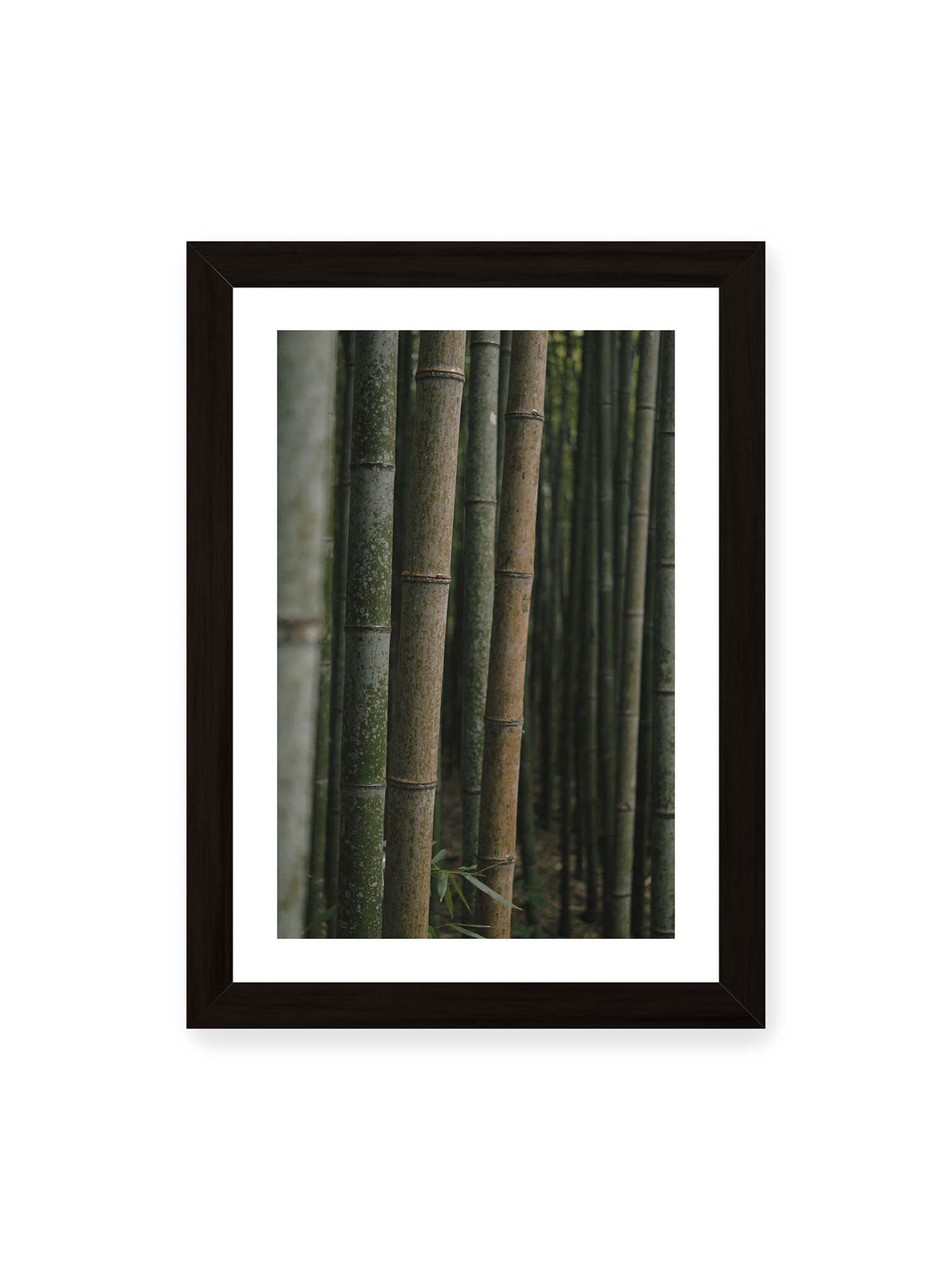 21x30 cm, weißer Galerie-Rand, schwarzer Rahmen – Dicht stehende grüne und braune Bambusstämme mit feinen Oberflächen und weich gestaffelter Tiefenschärfe.