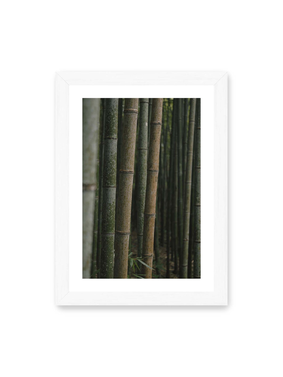 21x30 cm, weißer Galerie-Rand, weißer Rahmen – Dicht stehende grüne und braune Bambusstämme mit feinen Oberflächen und weich gestaffelter Tiefenschärfe.