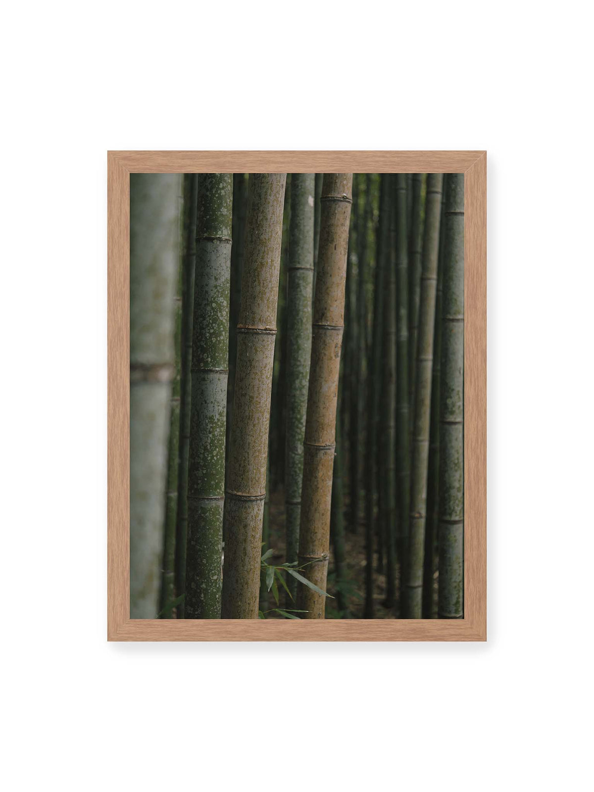 30x40 cm, Eichenrahmen – Dicht stehende grüne und braune Bambusstämme mit feinen Oberflächen und weich gestaffelter Tiefenschärfe.