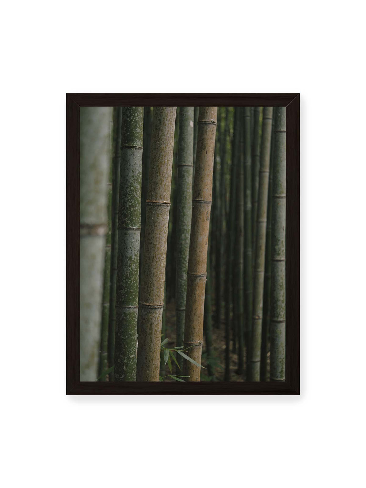30x40 cm, schwarzer Rahmen – Dicht stehende grüne und braune Bambusstämme mit feinen Oberflächen und weich gestaffelter Tiefenschärfe.