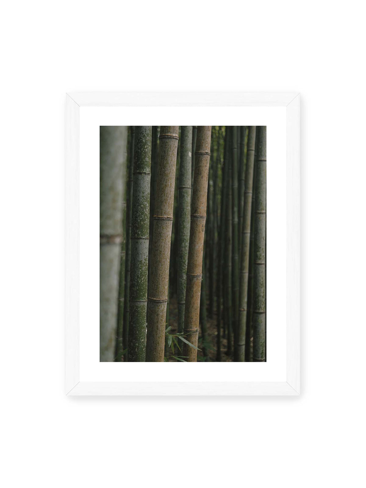 30x40 cm, weißer Galerie-Rand, weißer Rahmen – Dicht stehende grüne und braune Bambusstämme mit feinen Oberflächen und weich gestaffelter Tiefenschärfe.