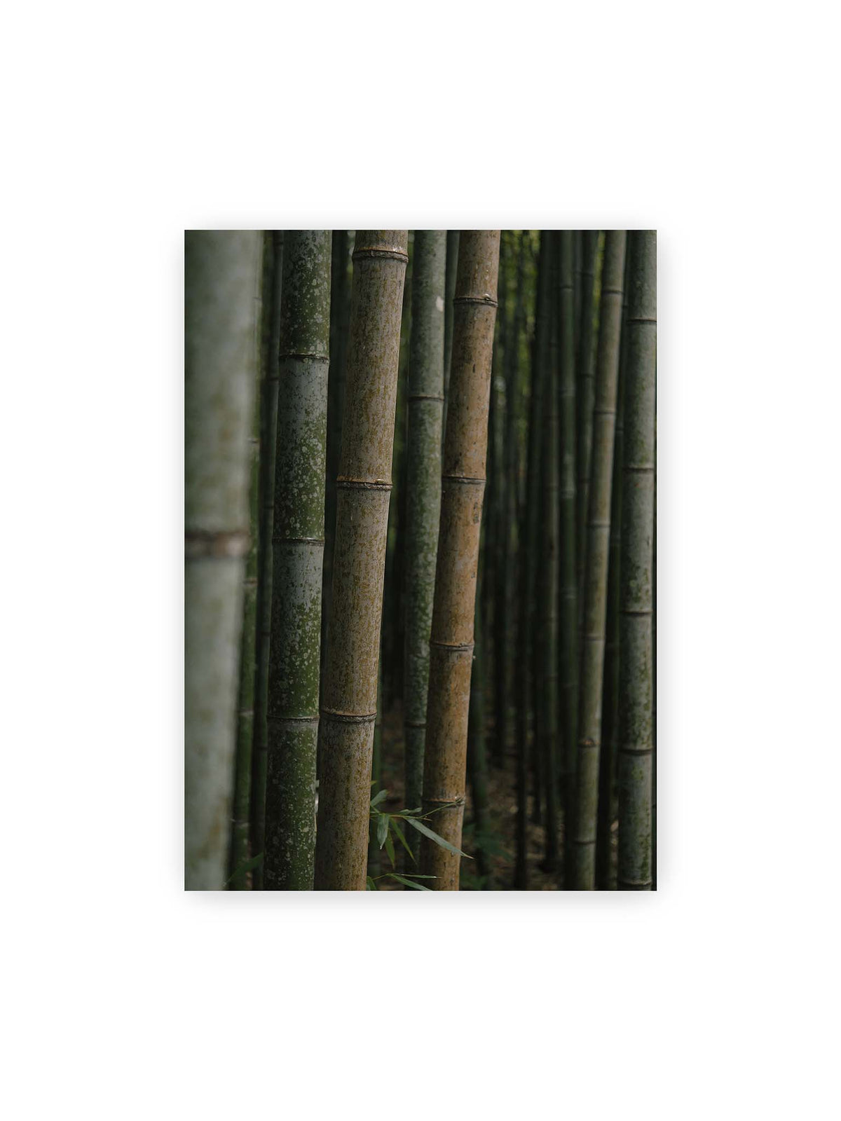 50x70 cm – Dicht stehende grüne und braune Bambusstämme mit feinen Oberflächen und weich gestaffelter Tiefenschärfe.