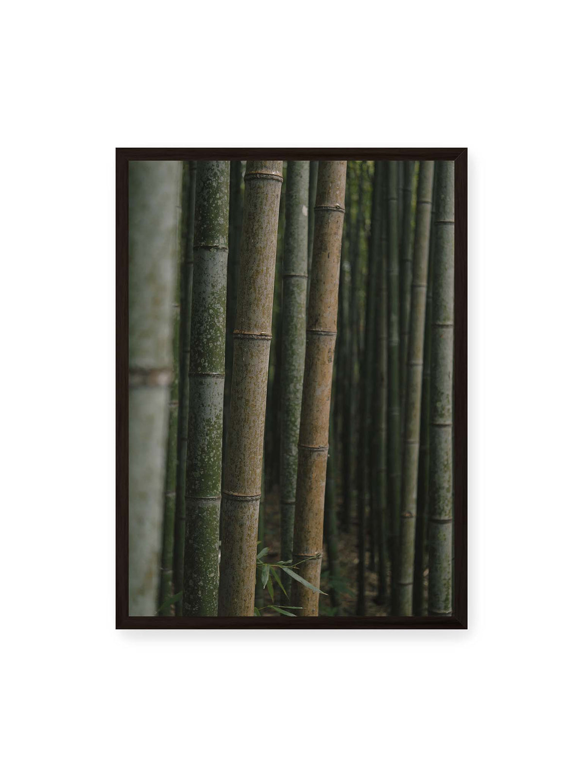 50x70 cm, schwarzer Rahmen – Dicht stehende grüne und braune Bambusstämme mit feinen Oberflächen und weich gestaffelter Tiefenschärfe.
