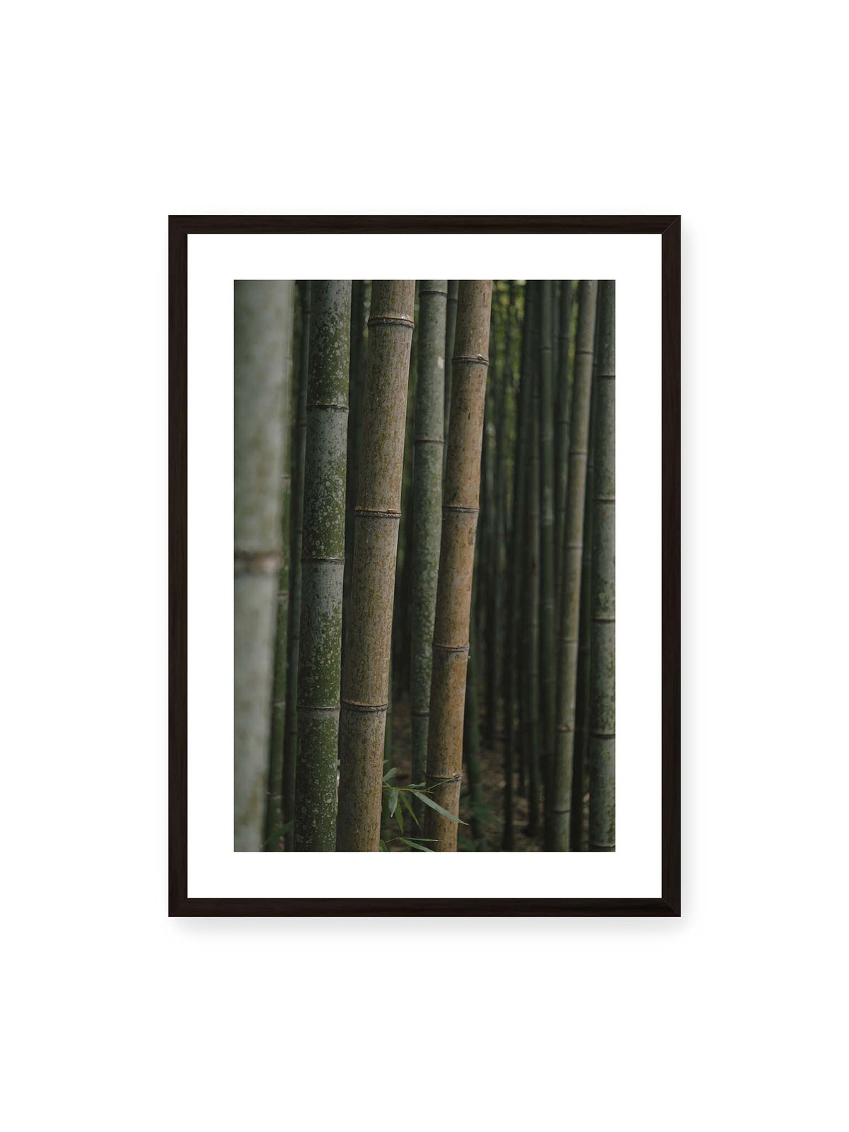 50x70 cm, weißer Galerie-Rand, schwarzer Rahmen – Dicht stehende grüne und braune Bambusstämme mit feinen Oberflächen und weich gestaffelter Tiefenschärfe.
