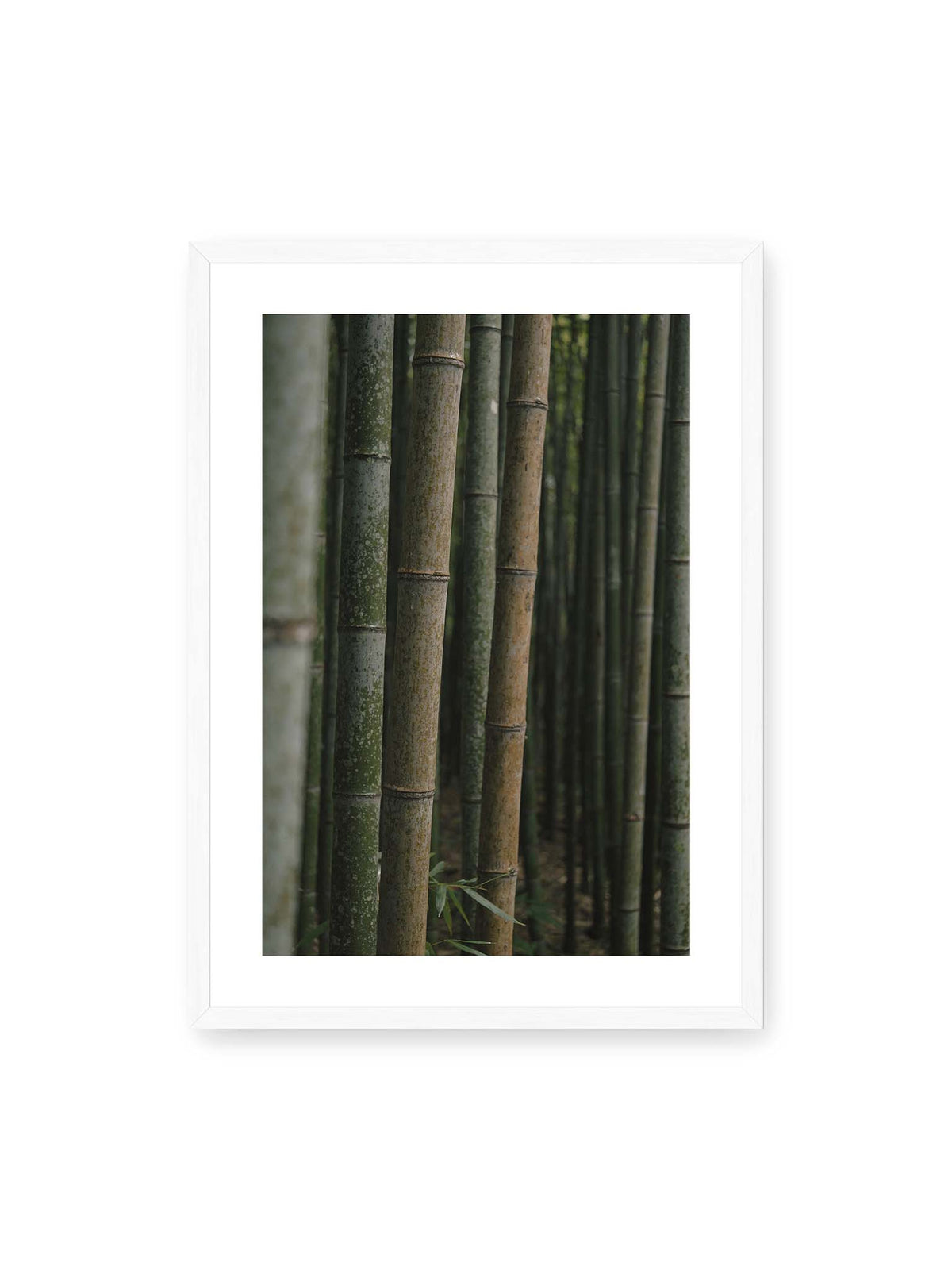 50x70 cm, weißer Galerie-Rand, weißer Rahmen – Dicht stehende grüne und braune Bambusstämme mit feinen Oberflächen und weich gestaffelter Tiefenschärfe.