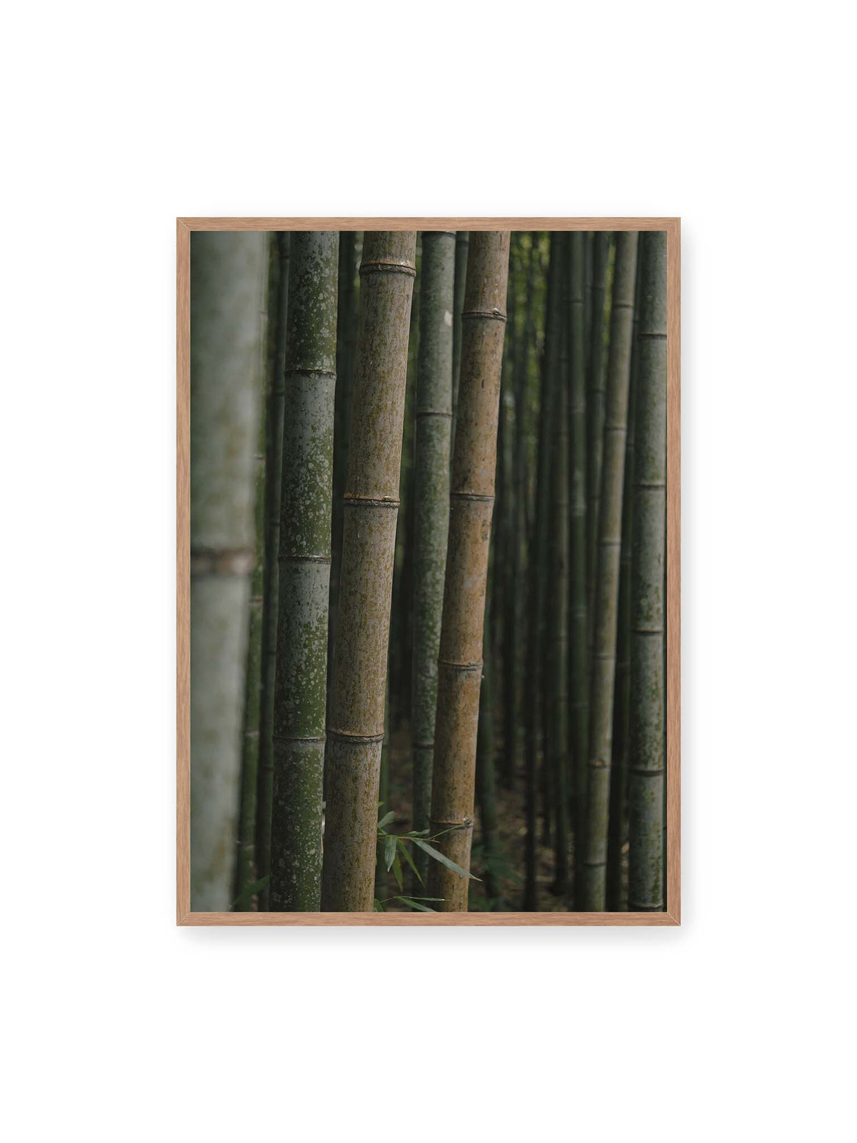 70x100 cm, Eichenrahmen – Dicht stehende grüne und braune Bambusstämme mit feinen Oberflächen und weich gestaffelter Tiefenschärfe.