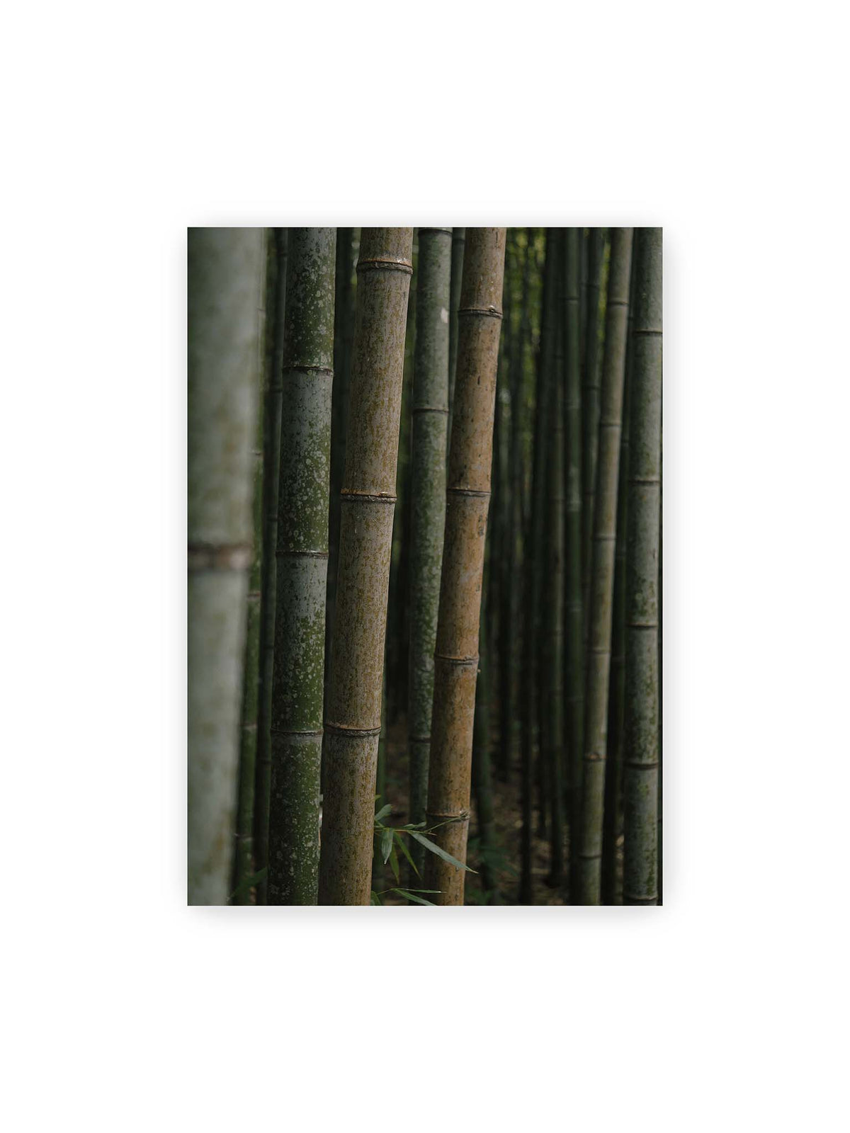 70x100 cm – Dicht stehende grüne und braune Bambusstämme mit feinen Oberflächen und weich gestaffelter Tiefenschärfe.