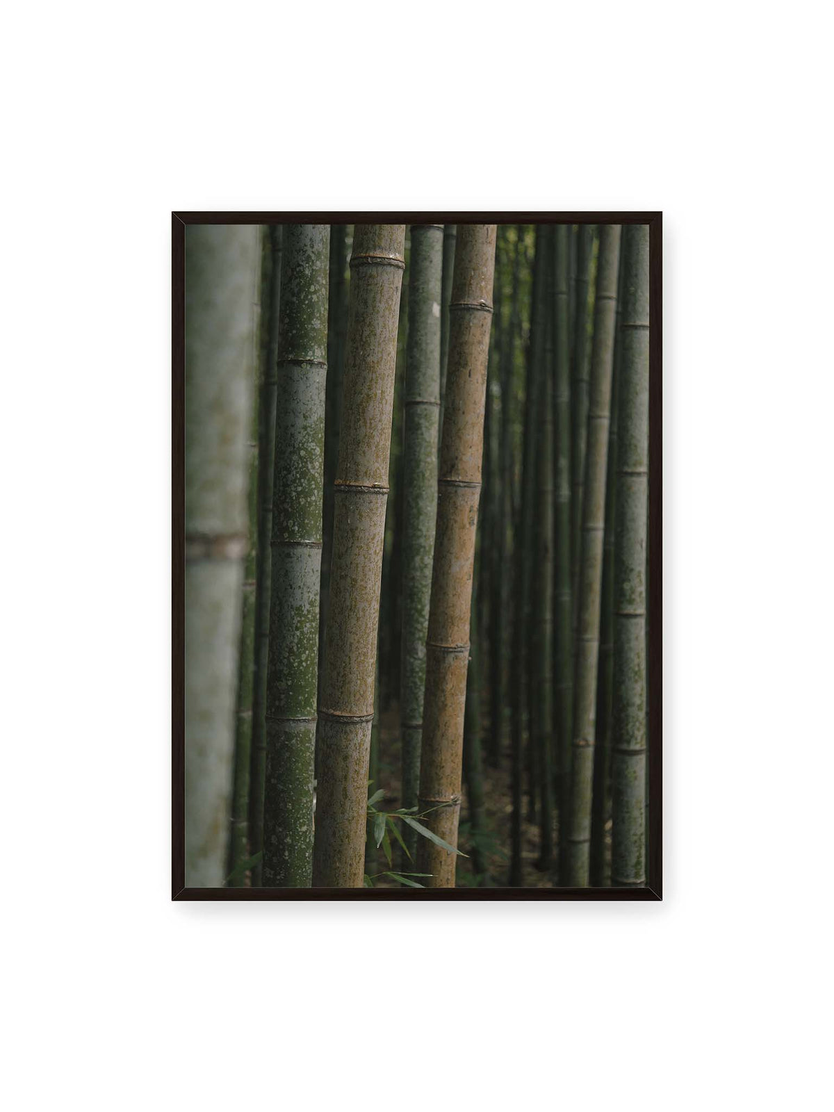 70x100 cm, schwarzer Rahmen – Dicht stehende grüne und braune Bambusstämme mit feinen Oberflächen und weich gestaffelter Tiefenschärfe.