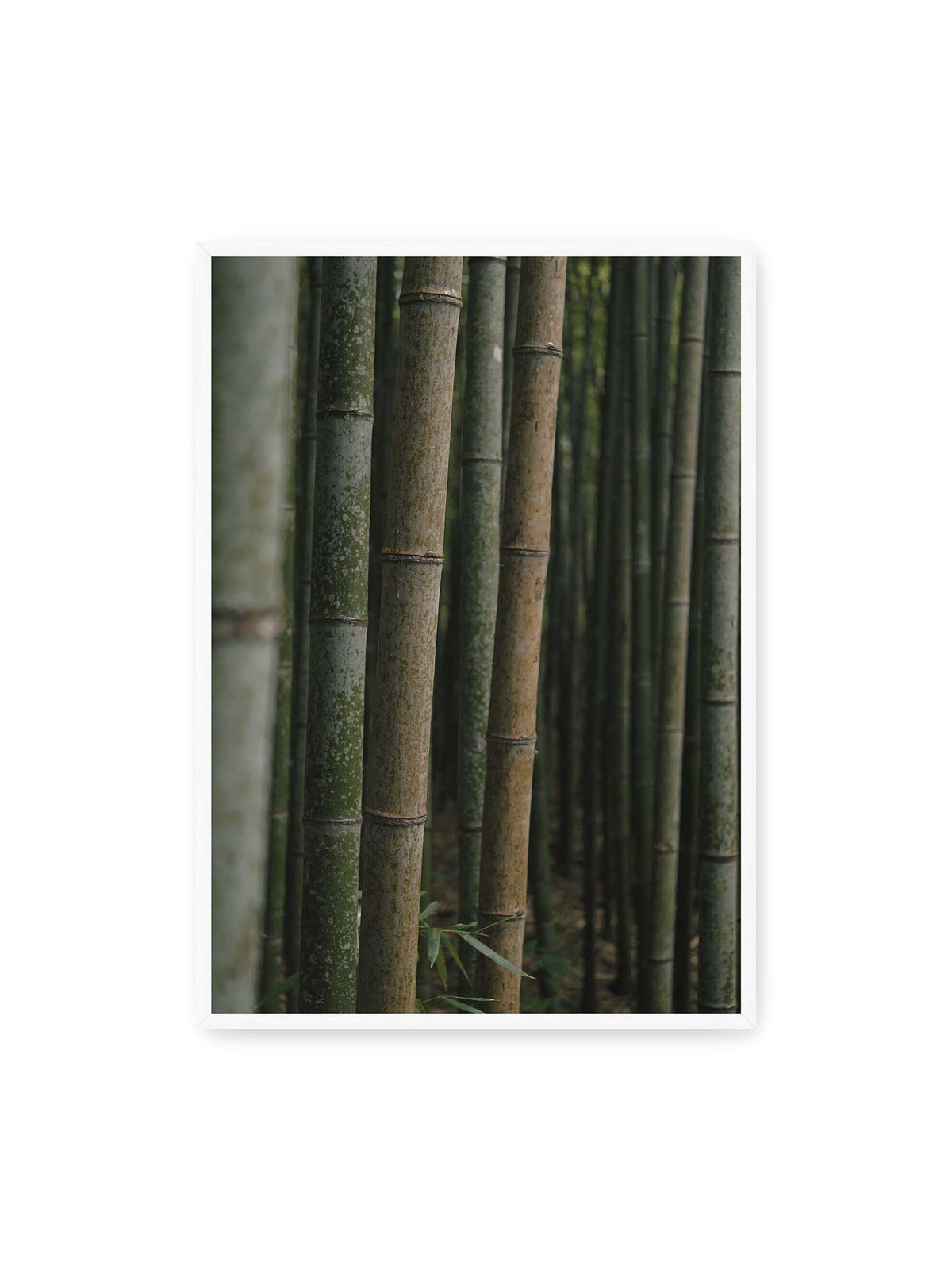 70x100 cm, weißer Rahmen – Dicht stehende grüne und braune Bambusstämme mit feinen Oberflächen und weich gestaffelter Tiefenschärfe.